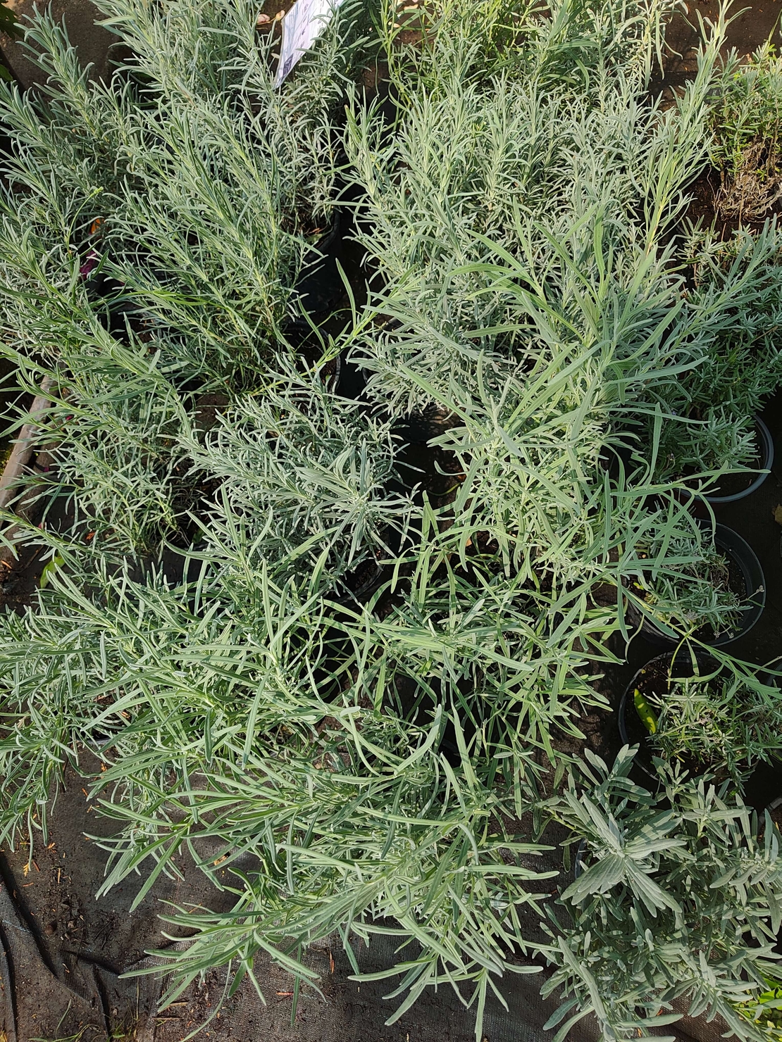 Lavandula ( лилава )