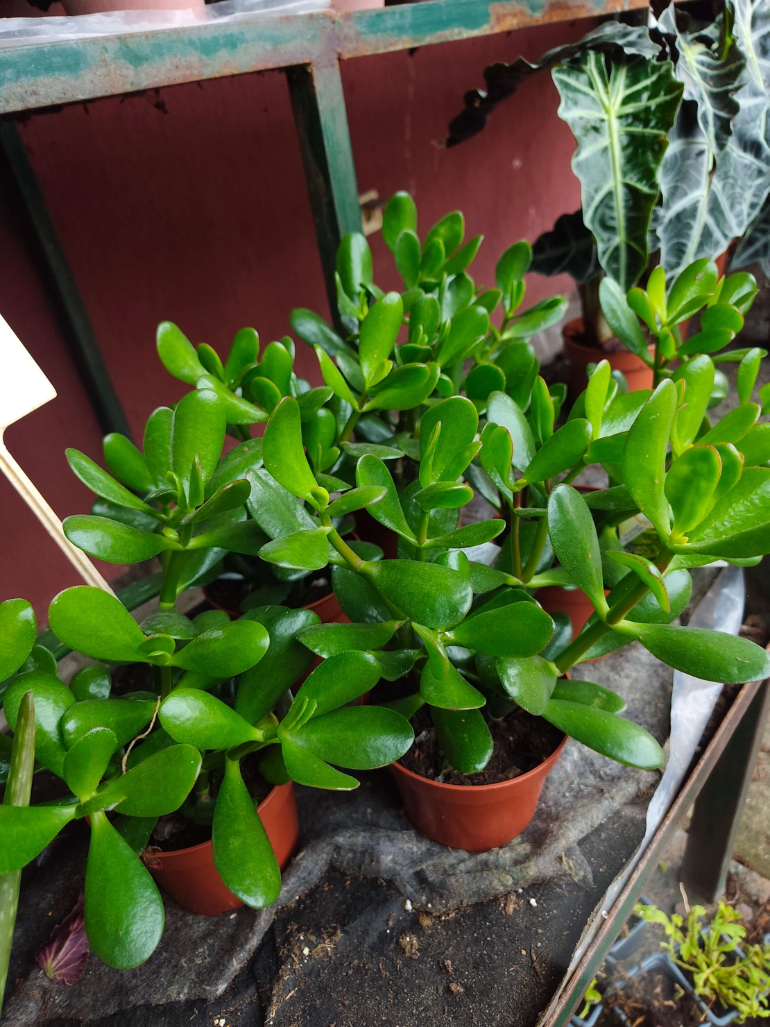 Crassula ovata ( дървото на живота )