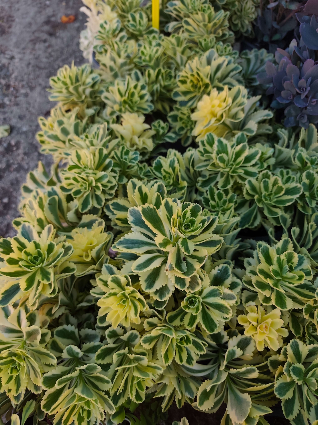 Sedum 'The Edge'