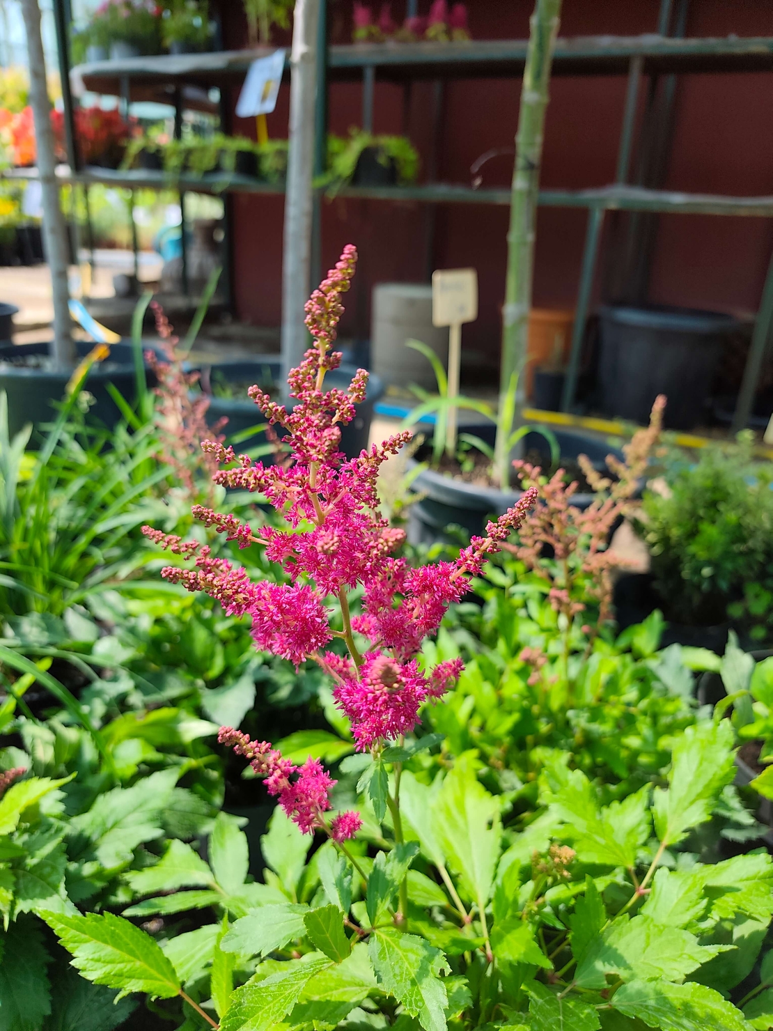 Astilbe (Астилбе)