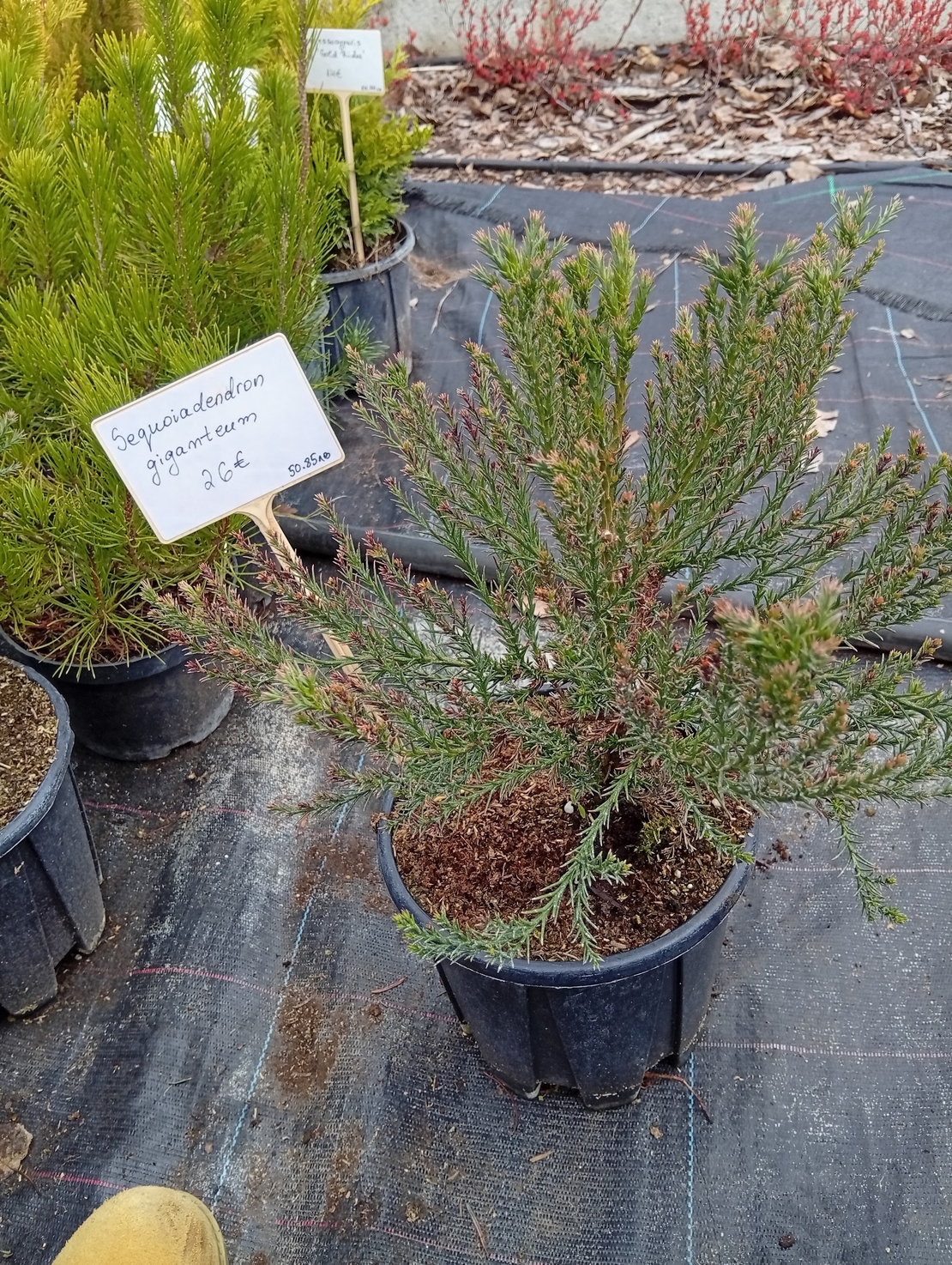 Sequoiadendron Giganteum