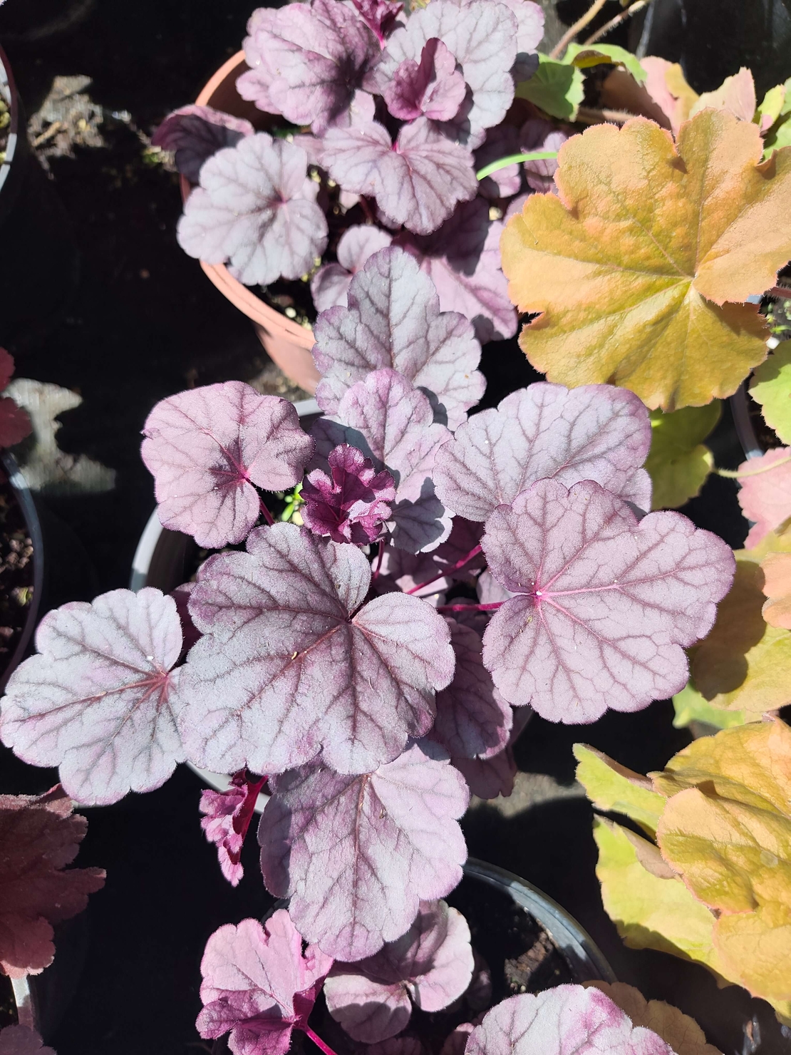 Heuchera