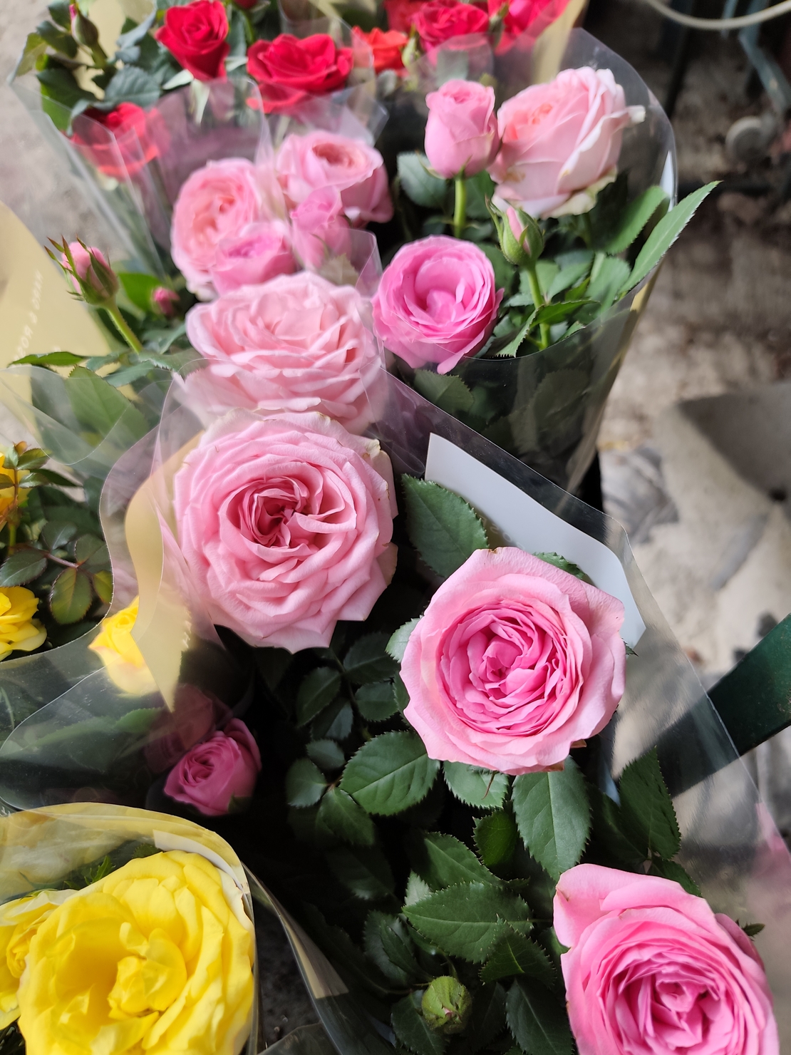 Rosa Mini (Мини стайна роза)