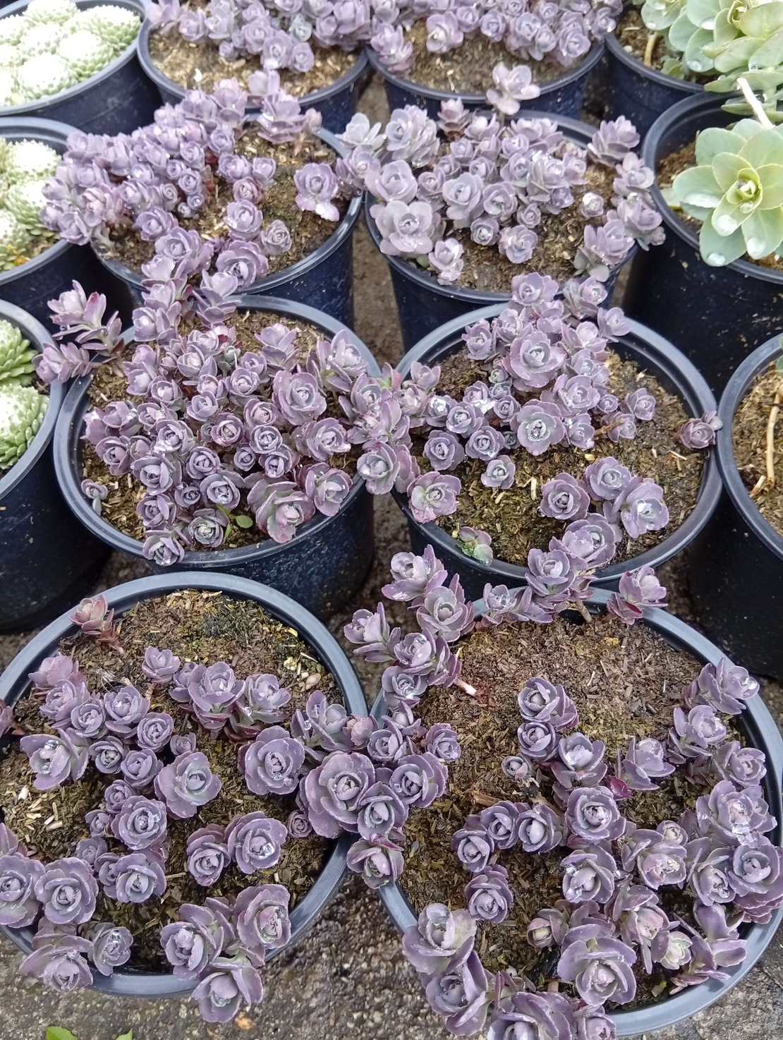 Sedum spathulifolium Purpureum