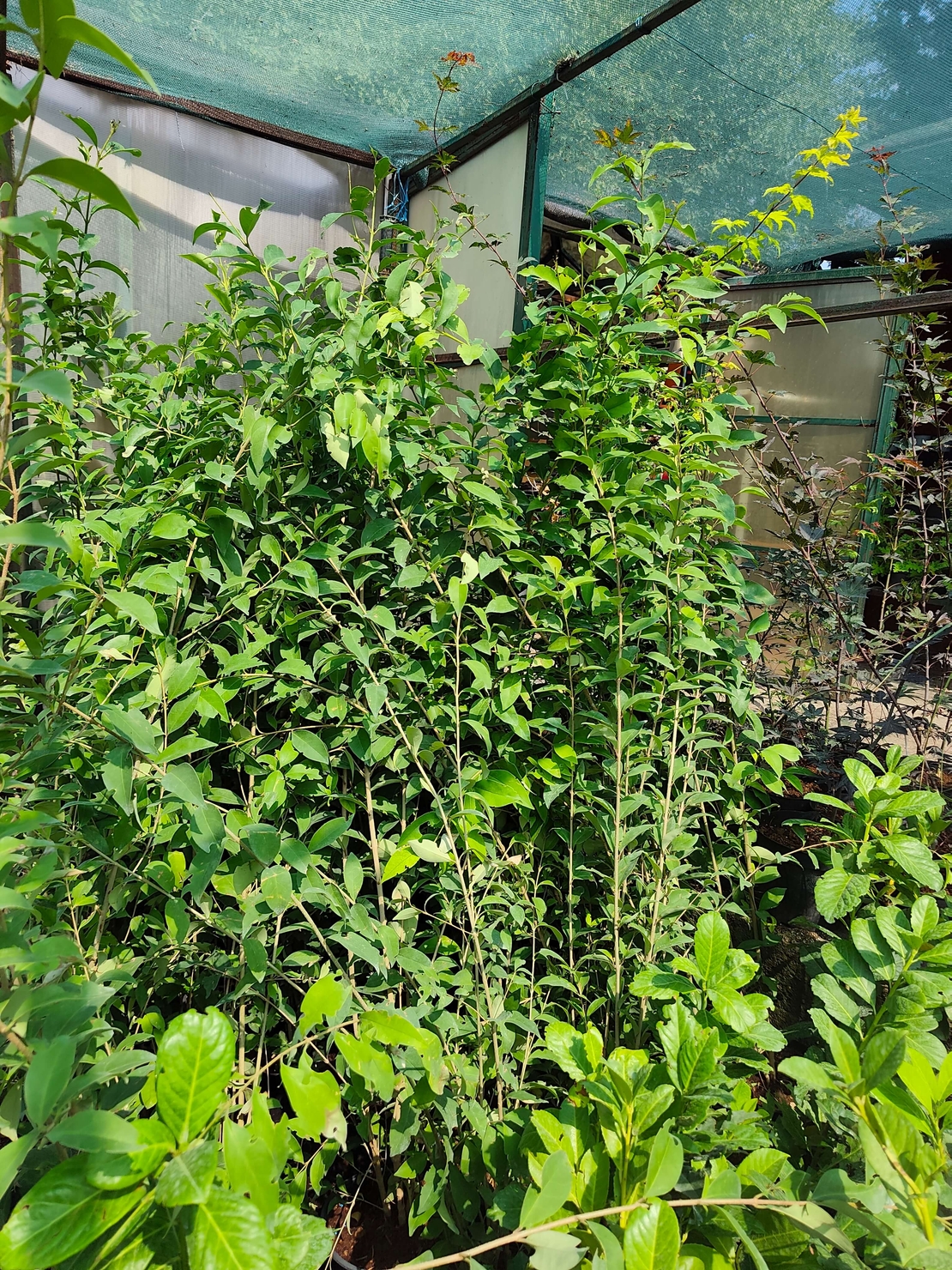 Ligustrum japonicum (Японски лигуструм)