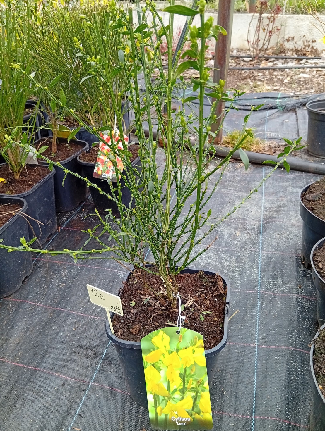 Cytisus Luna