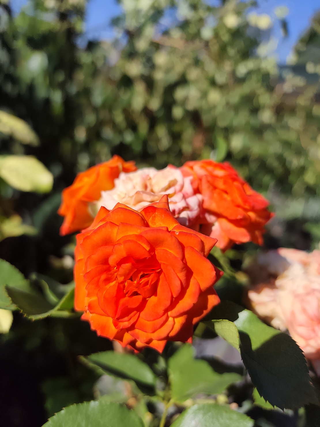 Rosa spp. – щамбова роза (Роза на присадка)