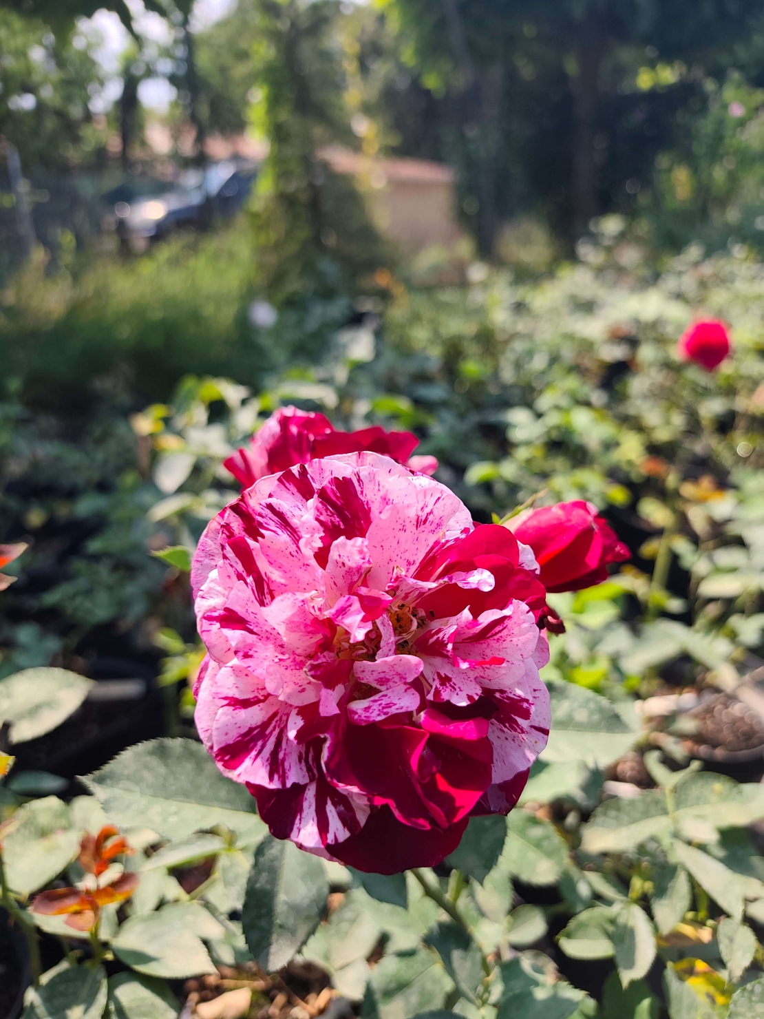 Rosa (Храстовидна роза) МИКС