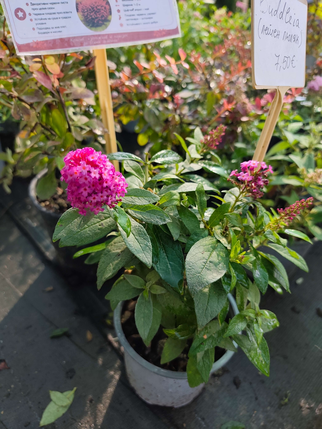 Buddleja mini (Компактна будлея)