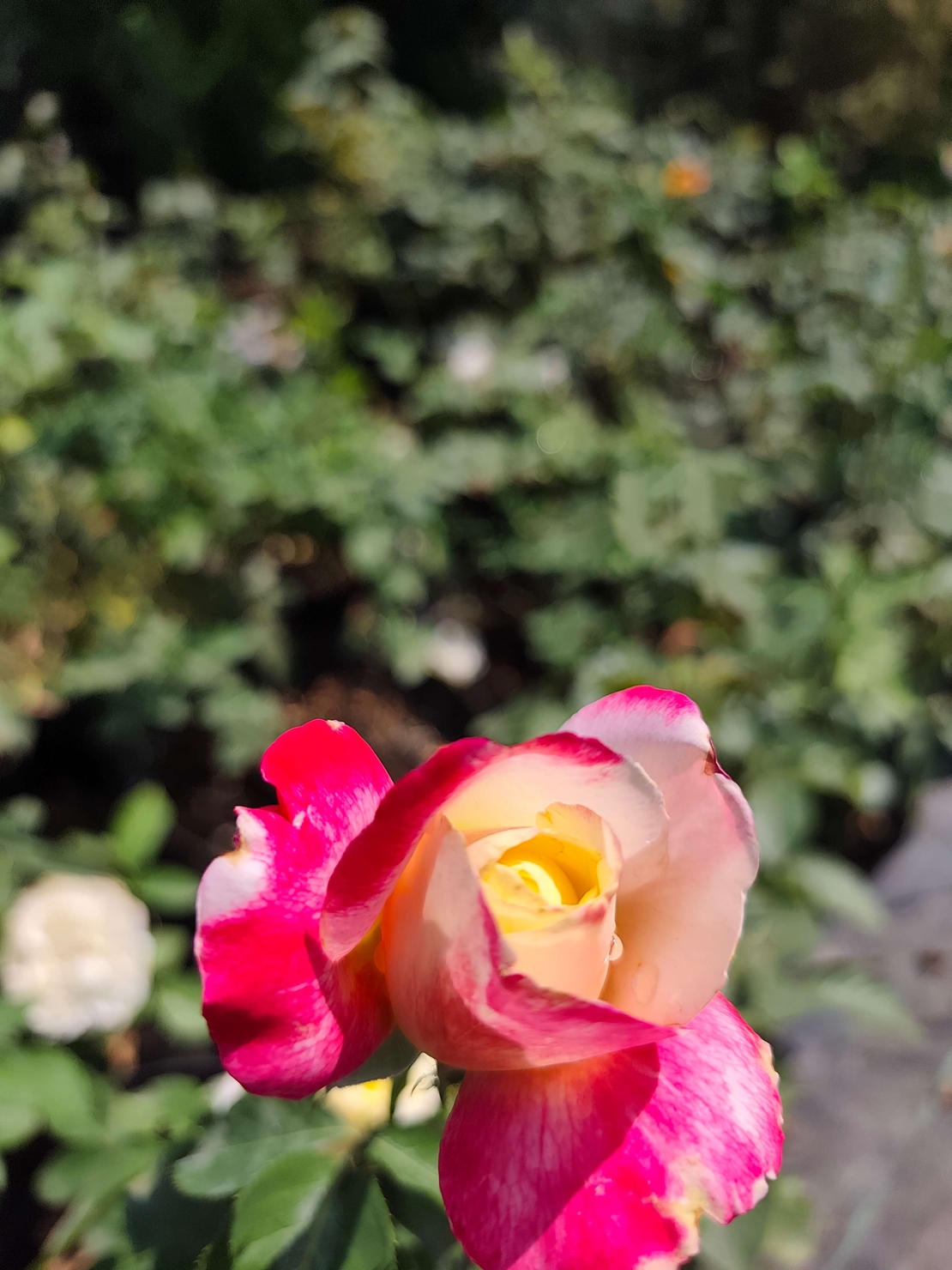 Rosa (Храстовидна роза) МИКС