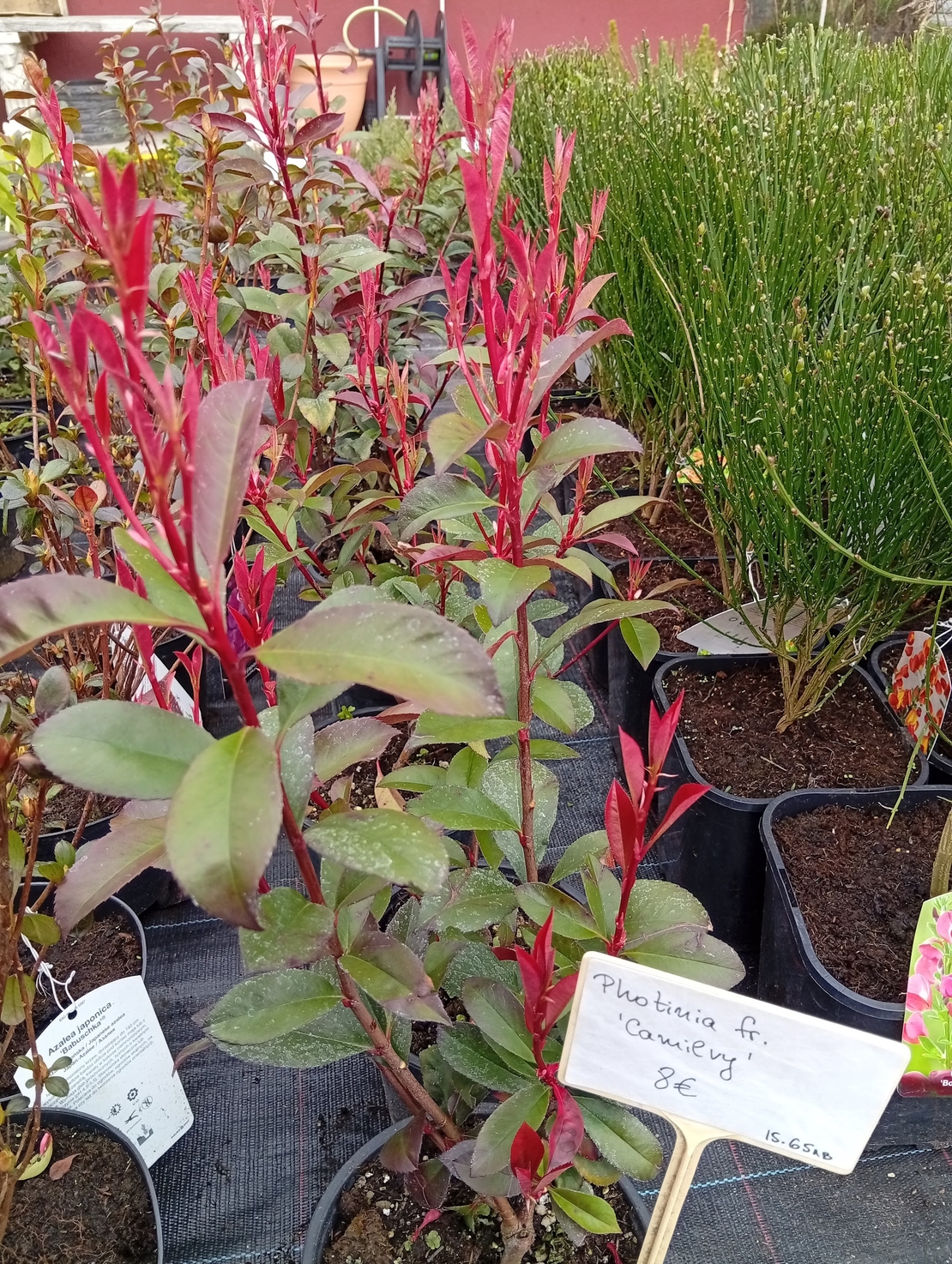 Photinia fraseri Camilvy