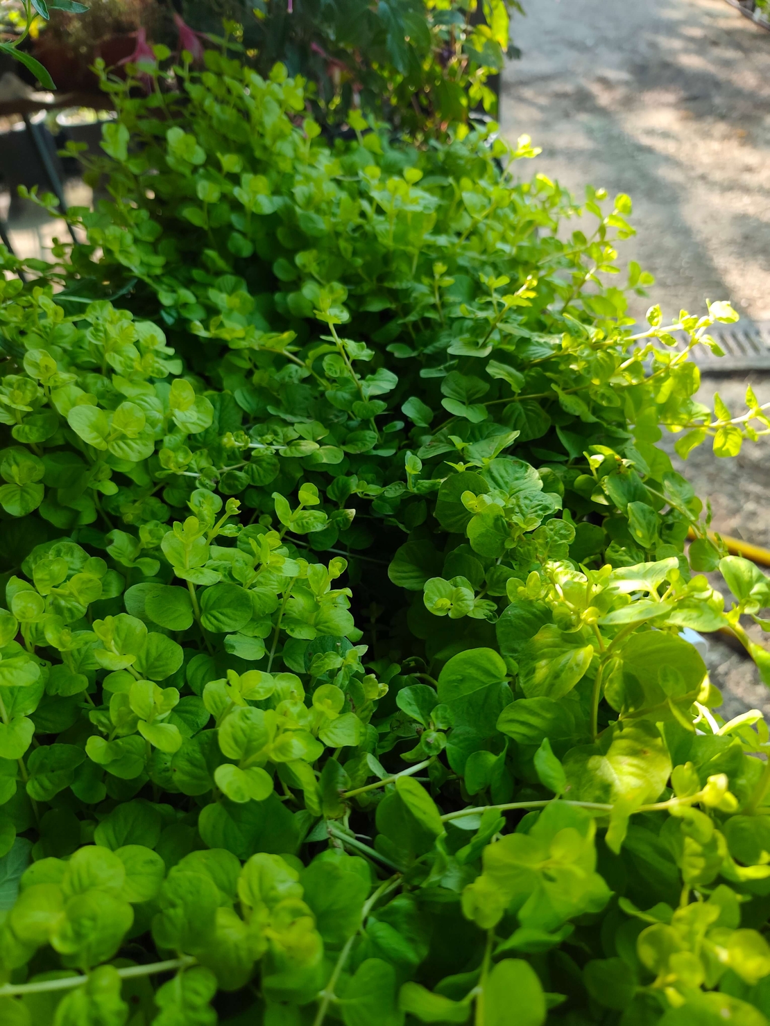 Lysimachia nummularia (Лизимахия)