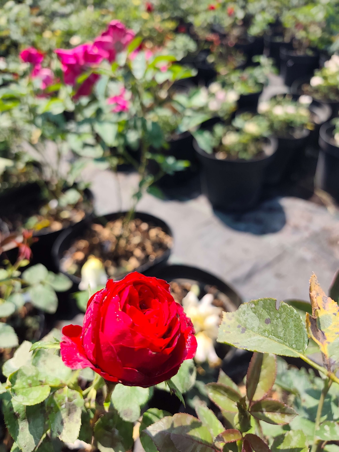 Rosa (Храстовидна роза) МИКС