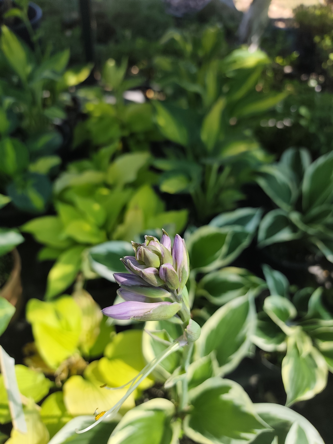 Hosta