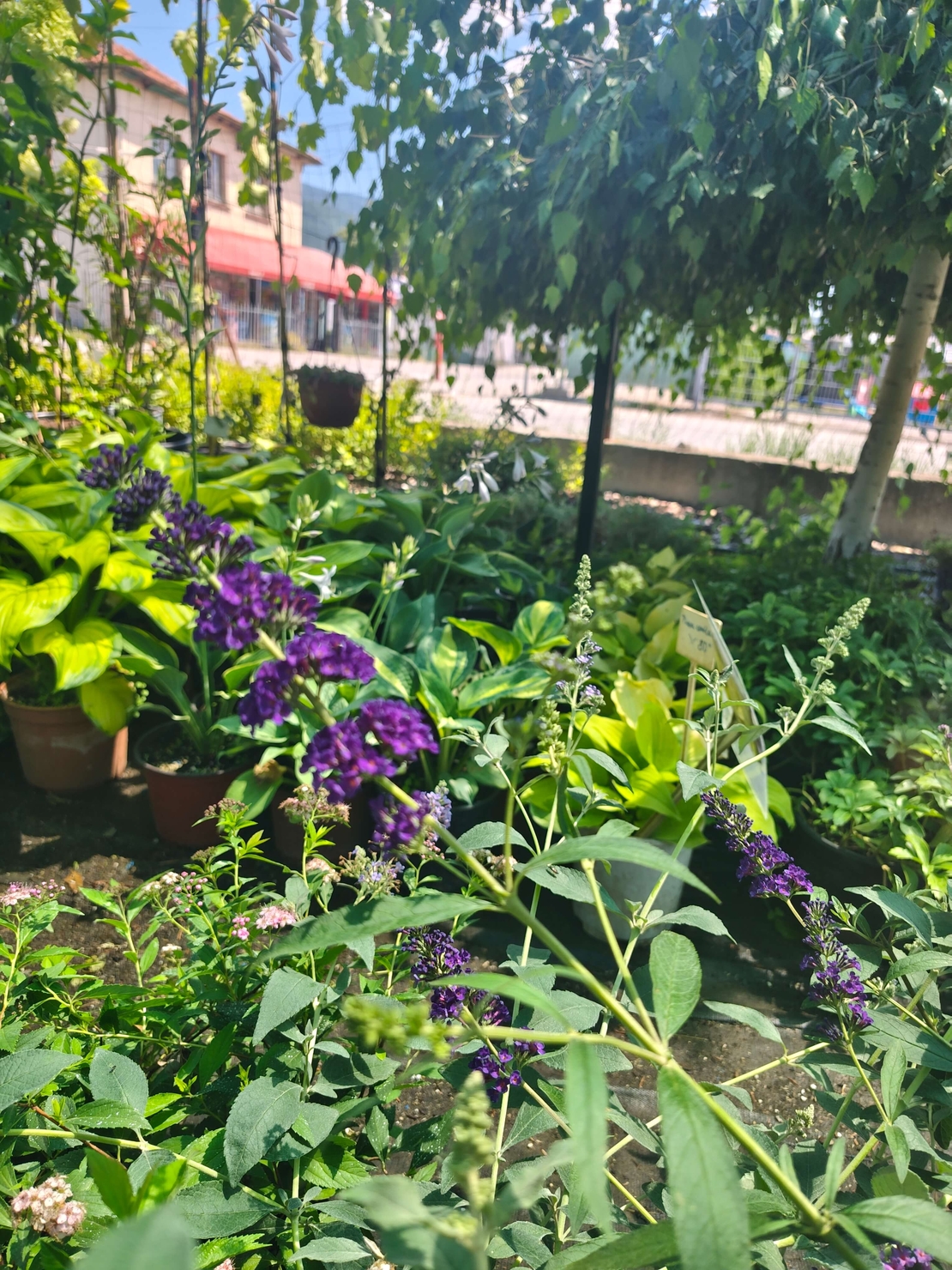 Buddleja davidii (Будлея, Пеперуден храст)