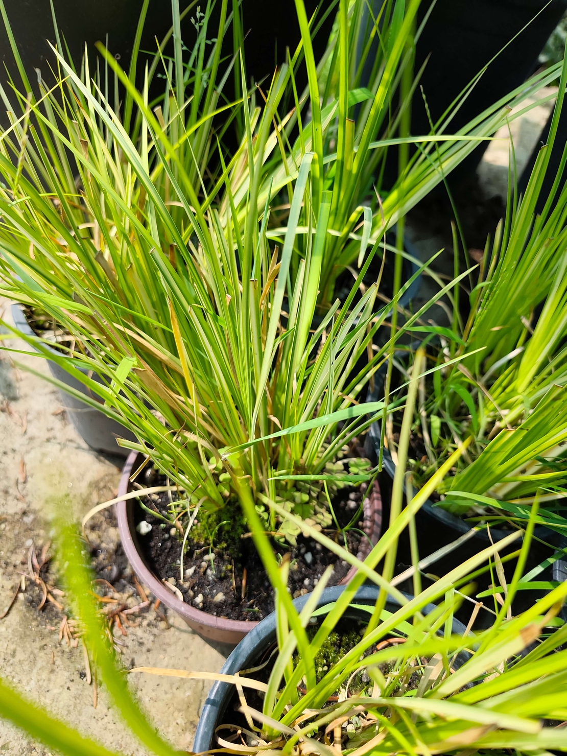 Carex elata (Висока острица)