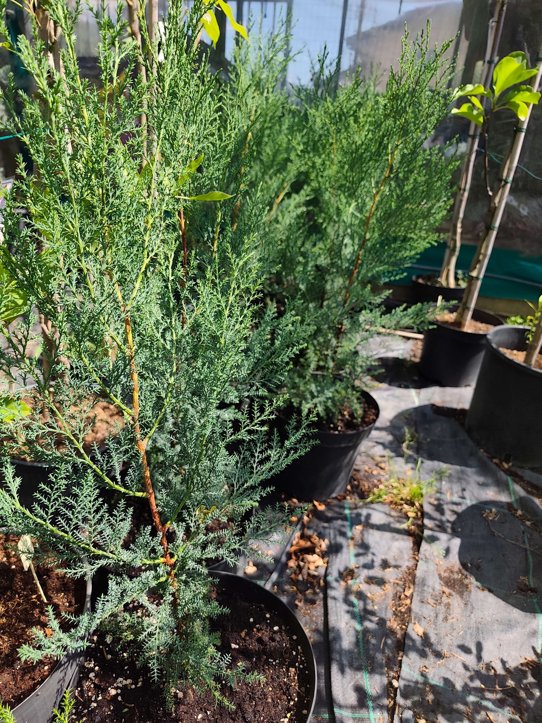 Cupressocyparis leylandii 'Blue Jeans'