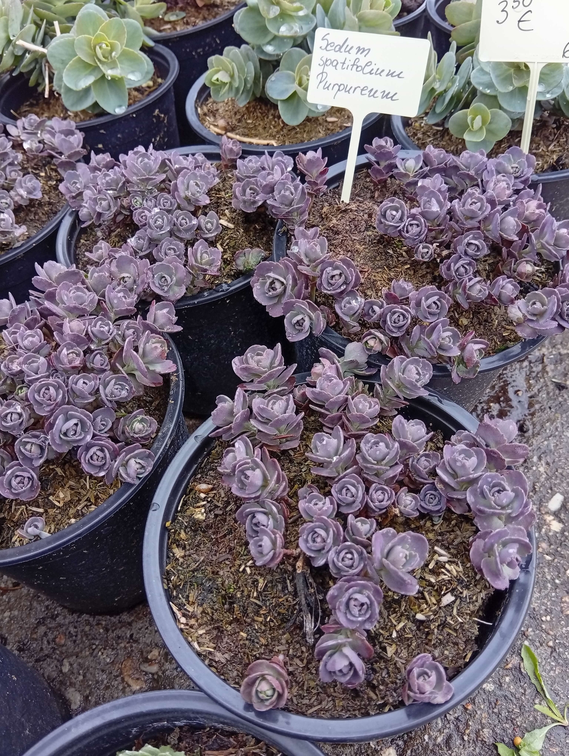 Sedum spathulifolium Purpureum