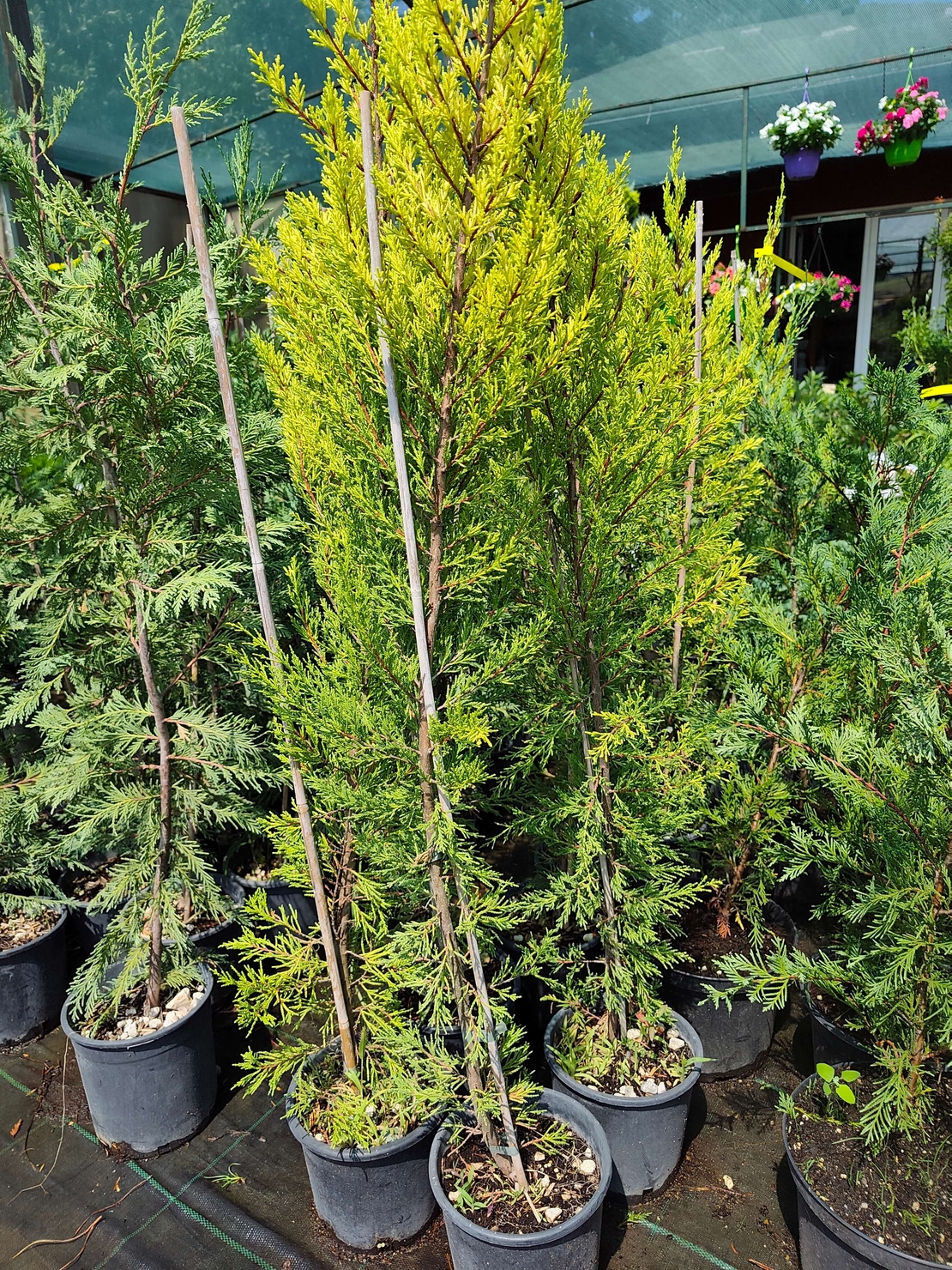 Cupressocyparis 'Goldcrest' (Лимонов кипарис)