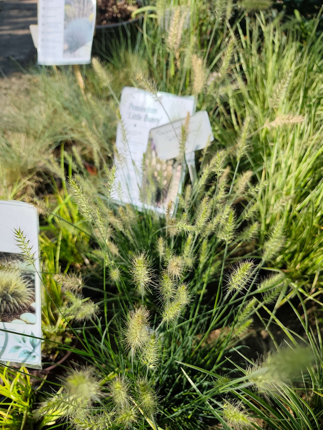 Pennisetum alopecuroides ‘Little Bunny’