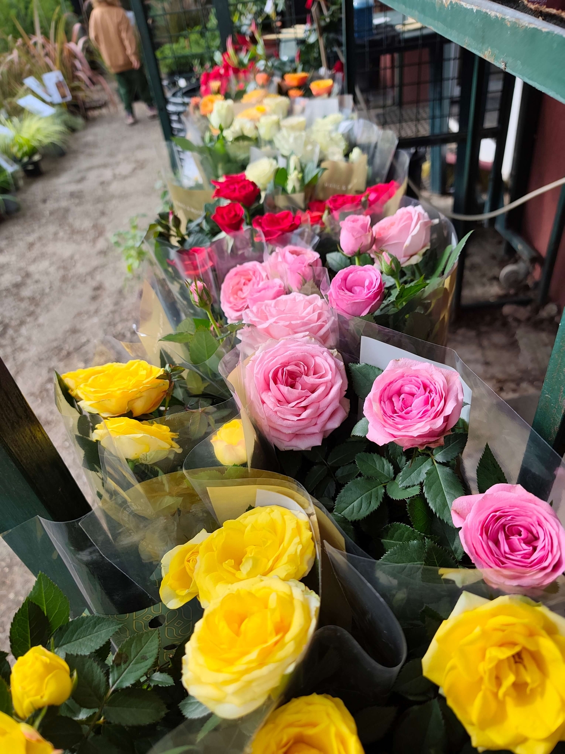 Rosa Mini (Мини стайна роза)