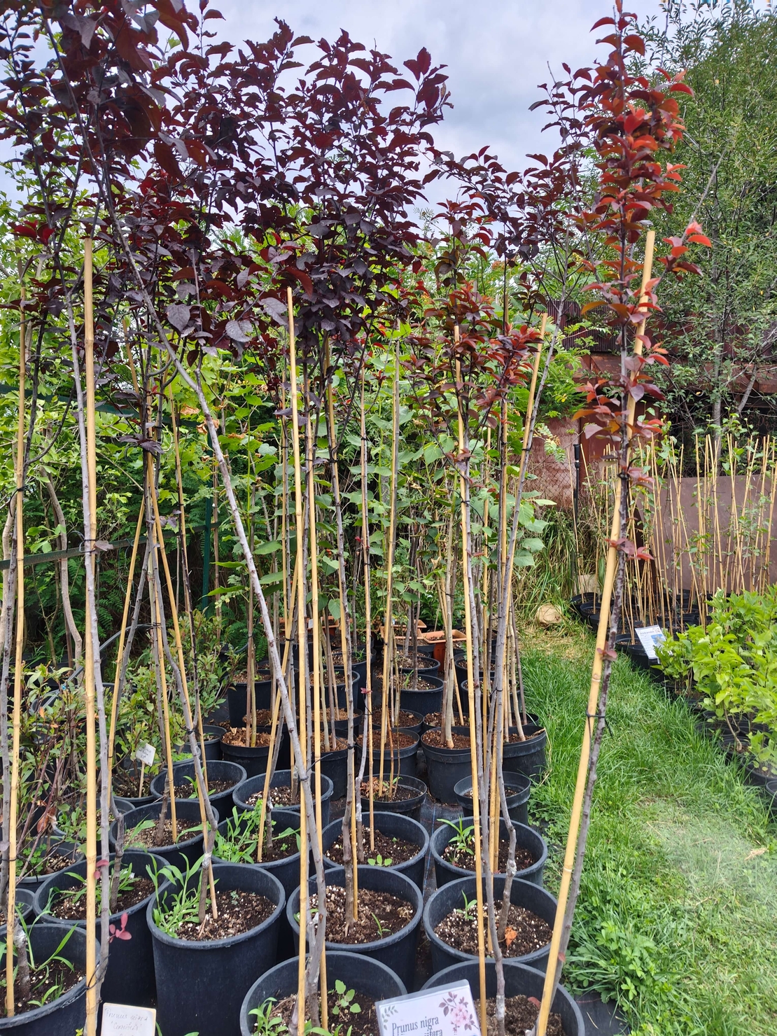 Prunus cerasifera 'Nigra' (Червенолистна джанка)