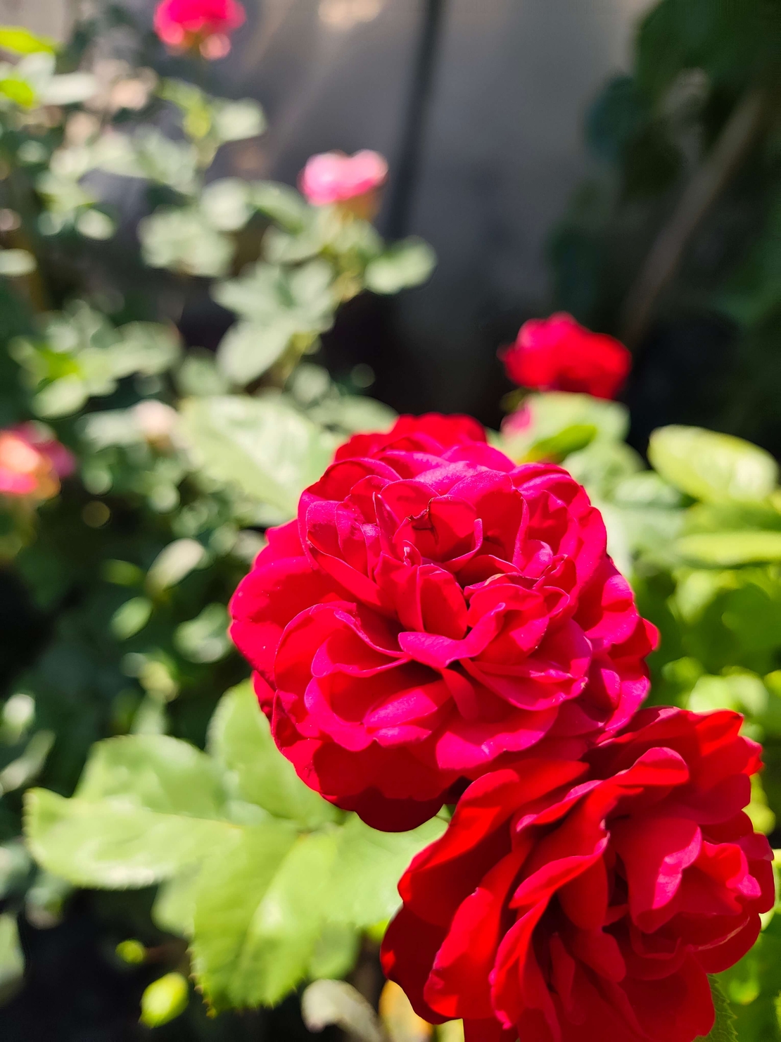 Rosa spp. – щамбова роза (Роза на присадка)