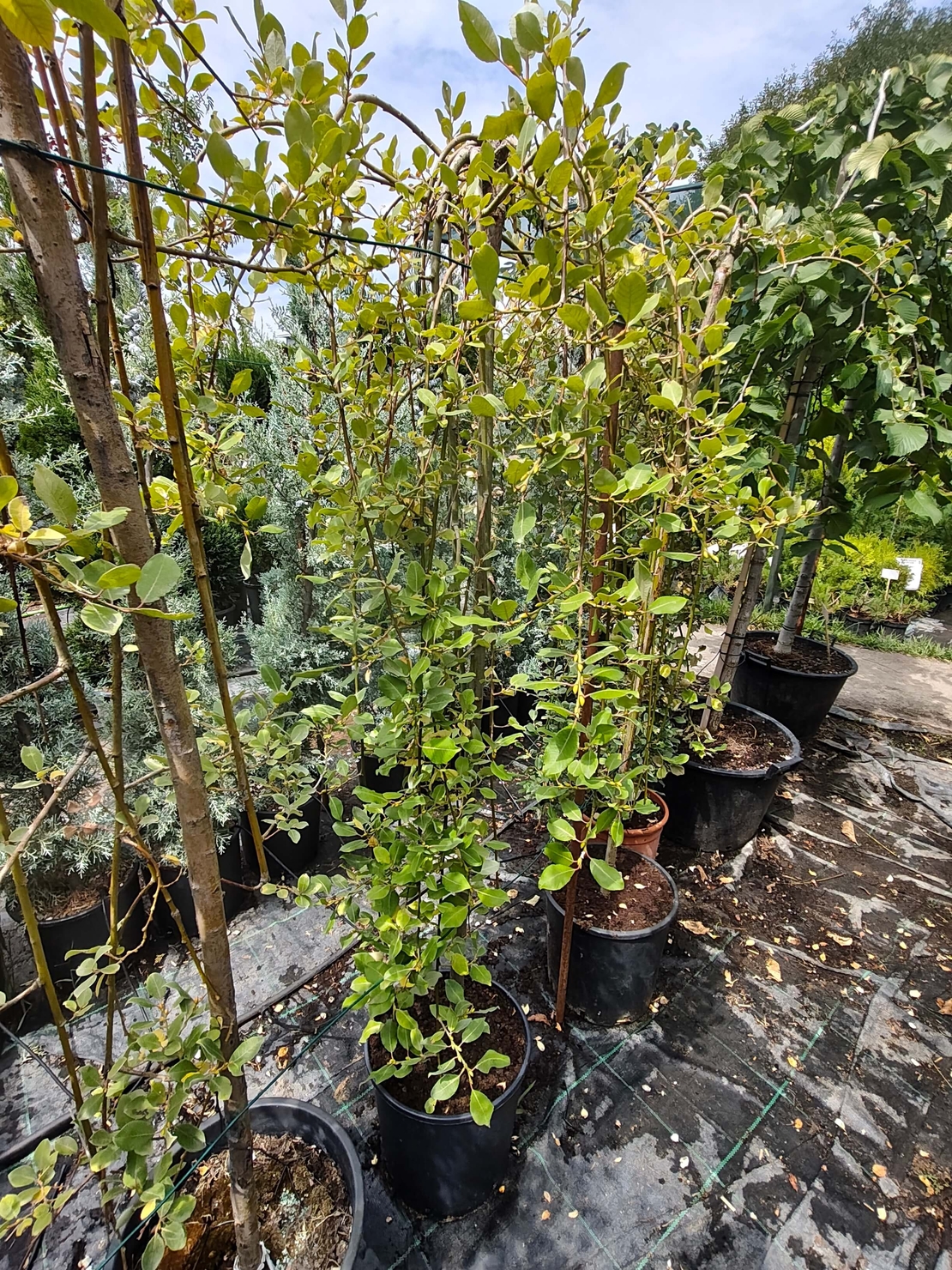 Salix caprea 'Kilmarnock' (Плачеща върба 'Килмарнок')