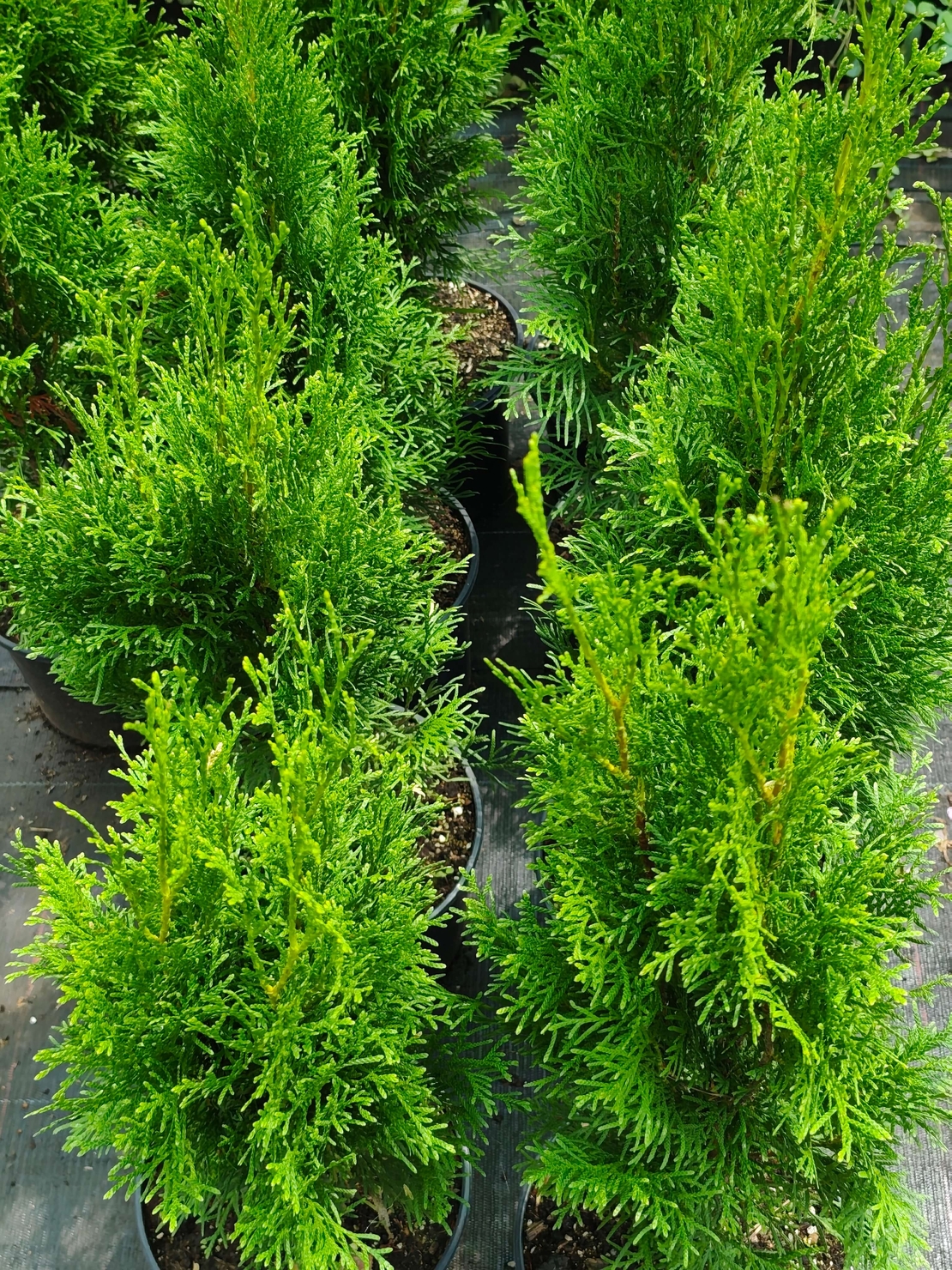 Thuja occidentalis 'Smaragd' (Туя Смарагд)