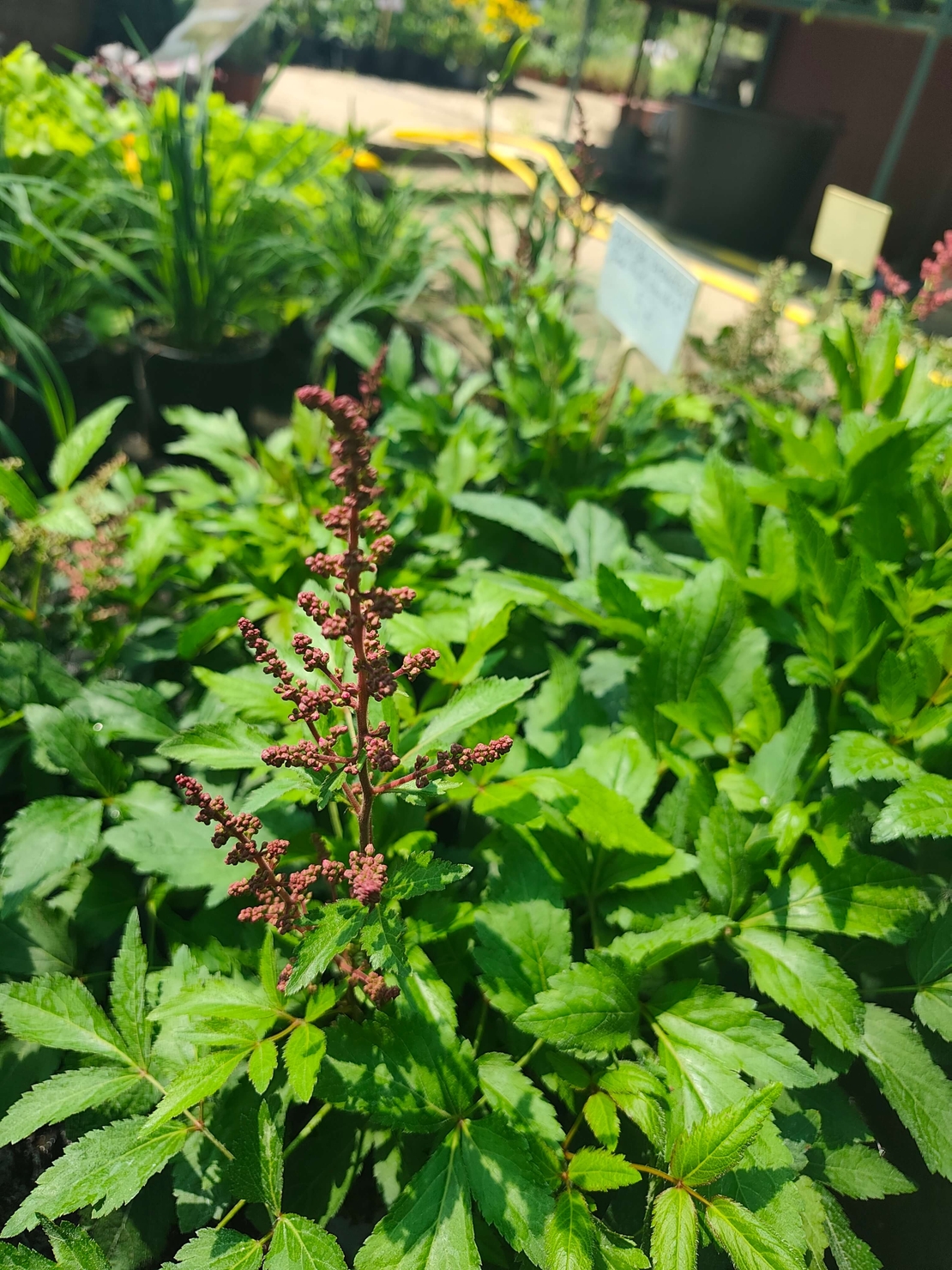 Astilbe (Астилбе)
