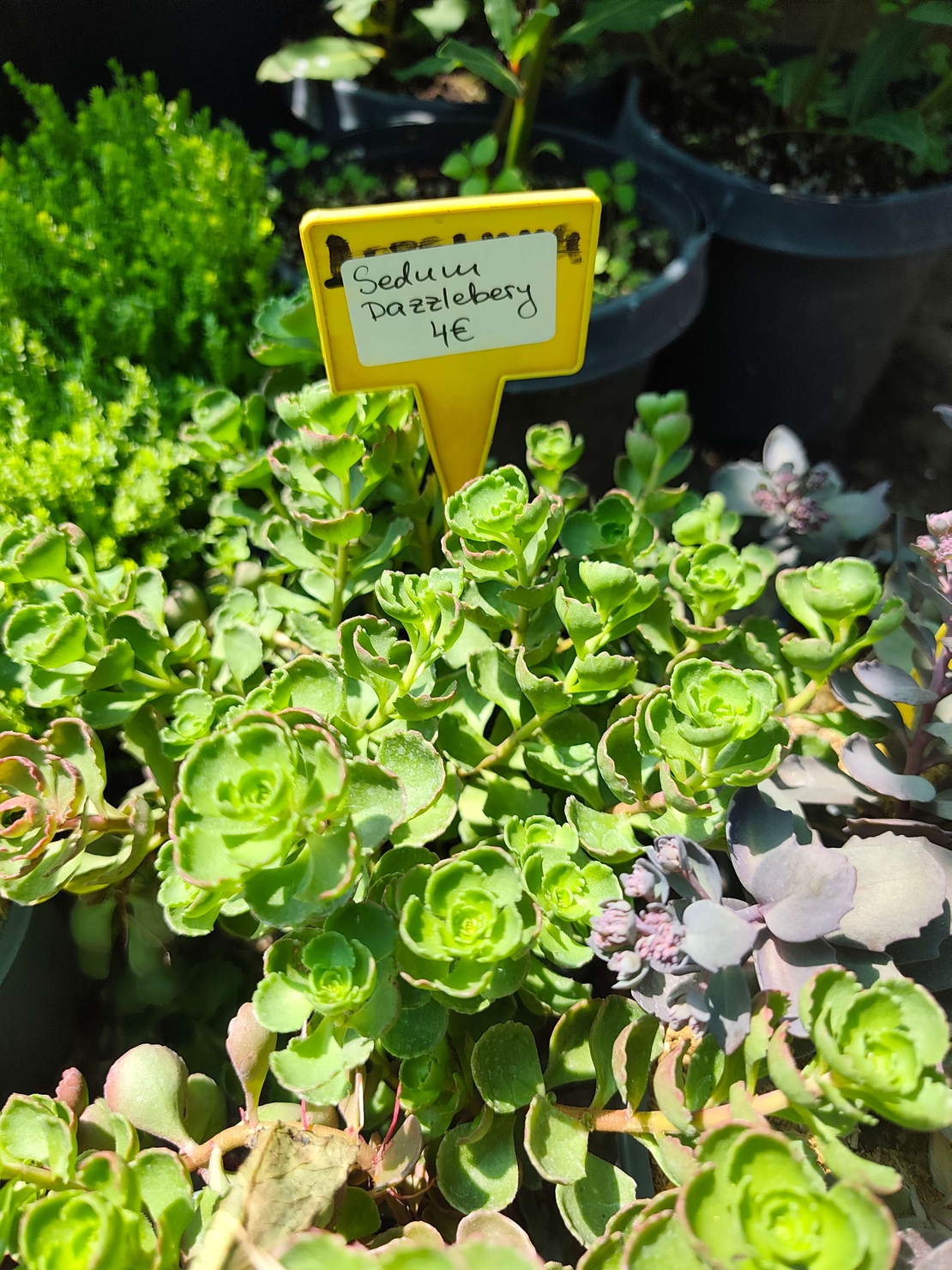 Sedum 'Dazzleberry'