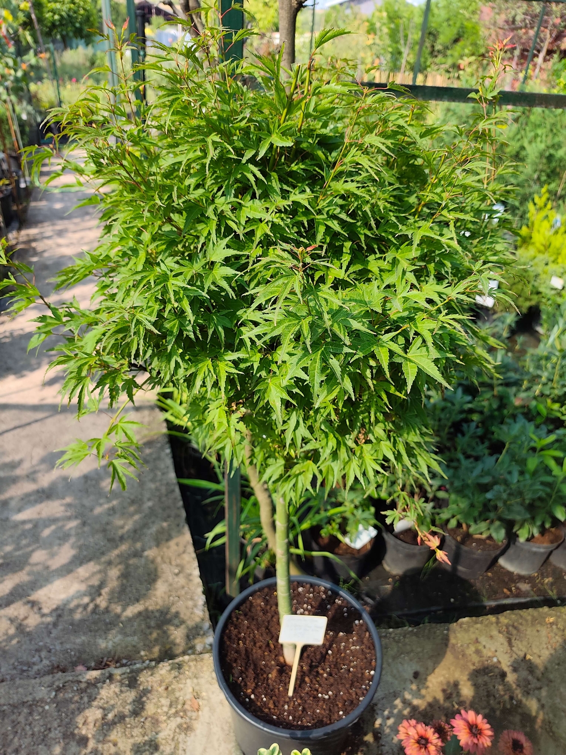 Acer palmatum 'Wilson's Pink Dwarf'