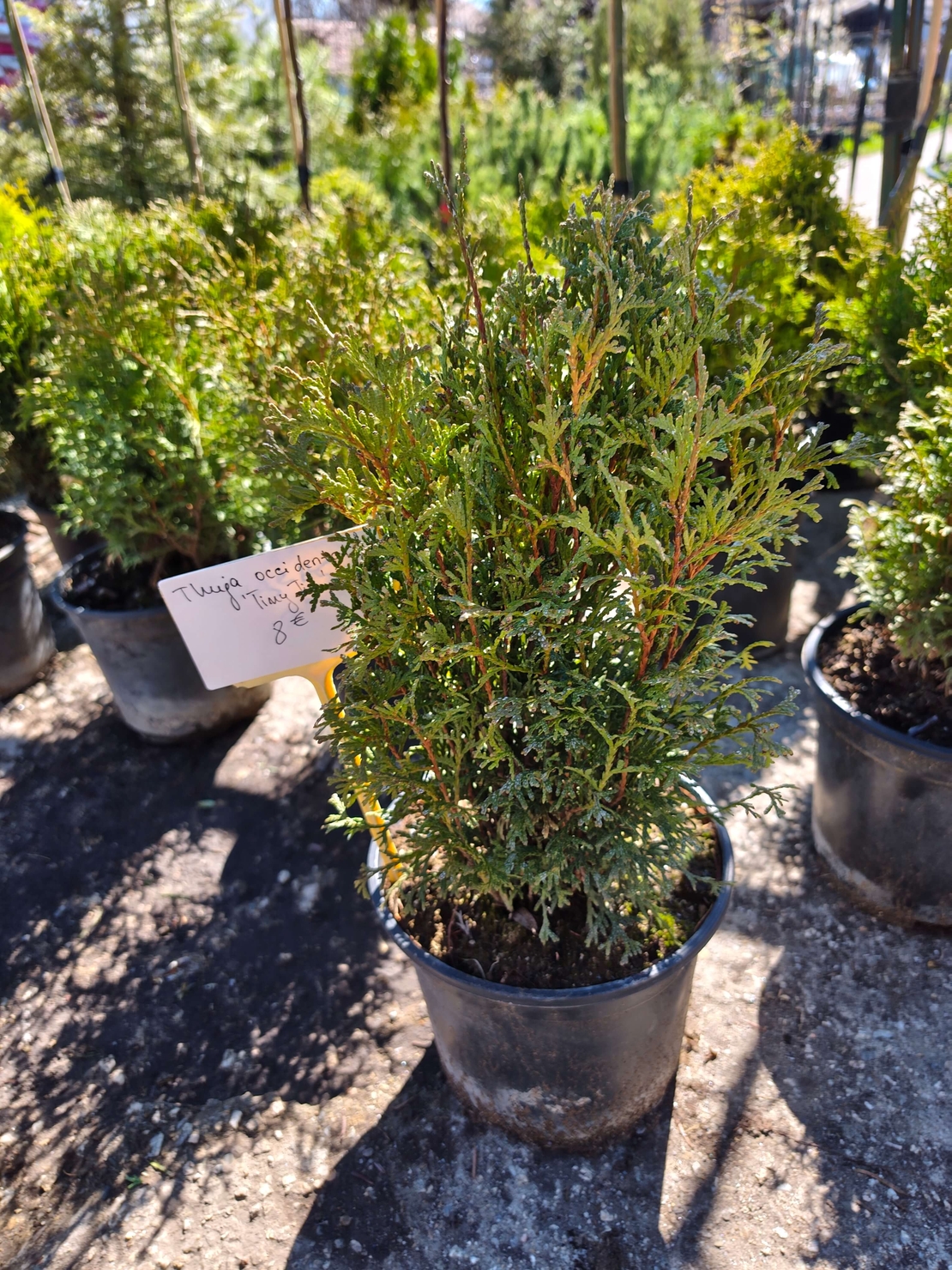 Thuja occ. Tiny Tim