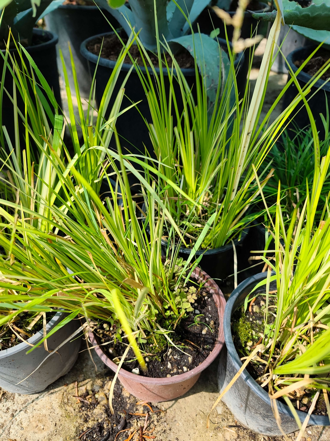 Carex elata (Висока острица)
