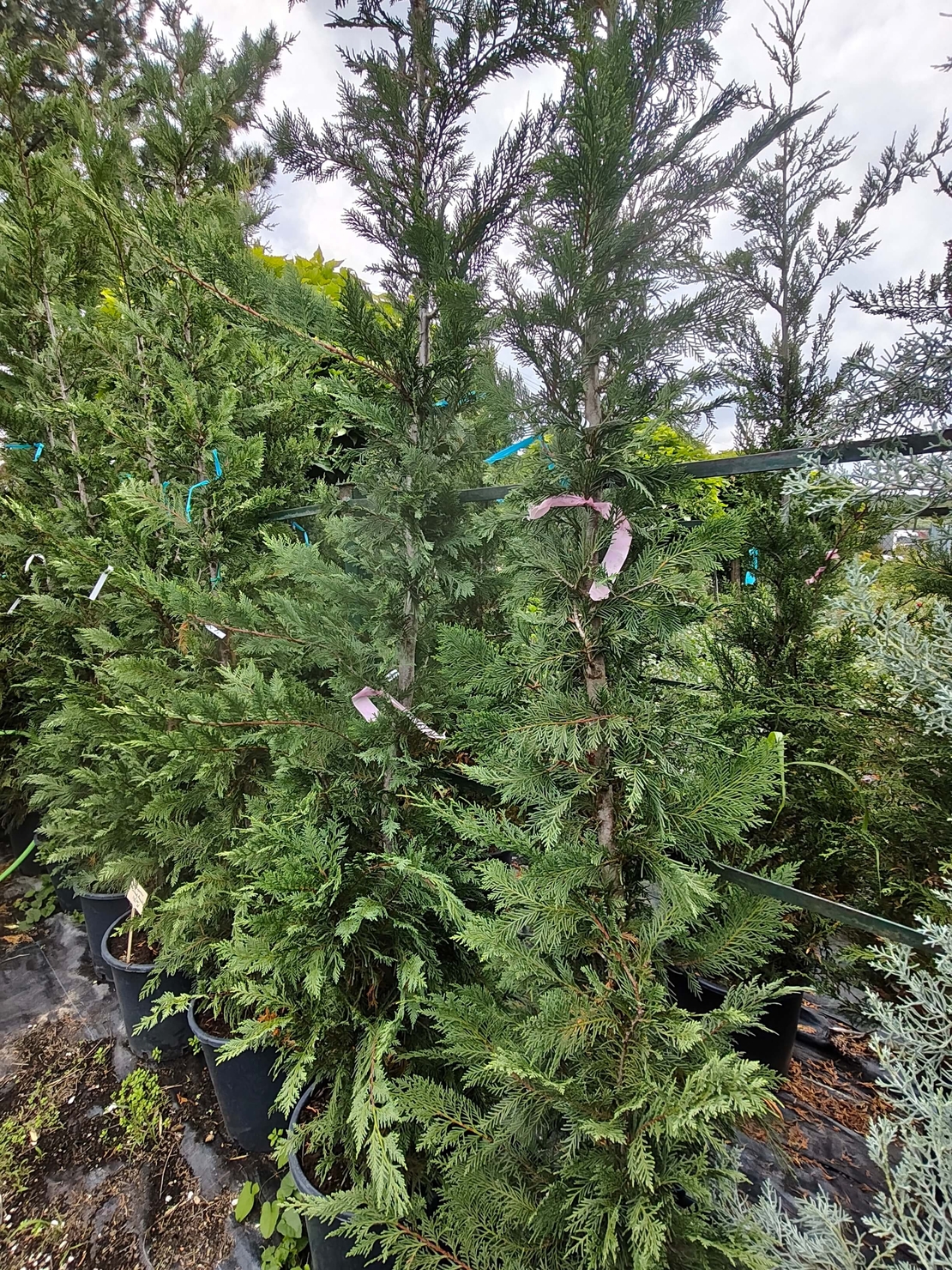 Cuprocyparis leylandii 'Pyramidalis'