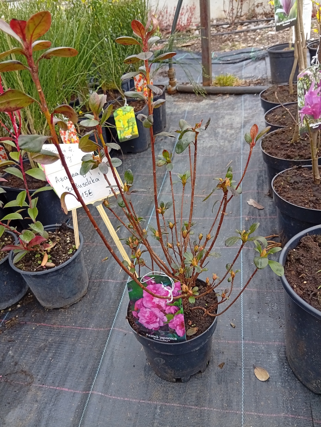 Azalea japonica Babuschka