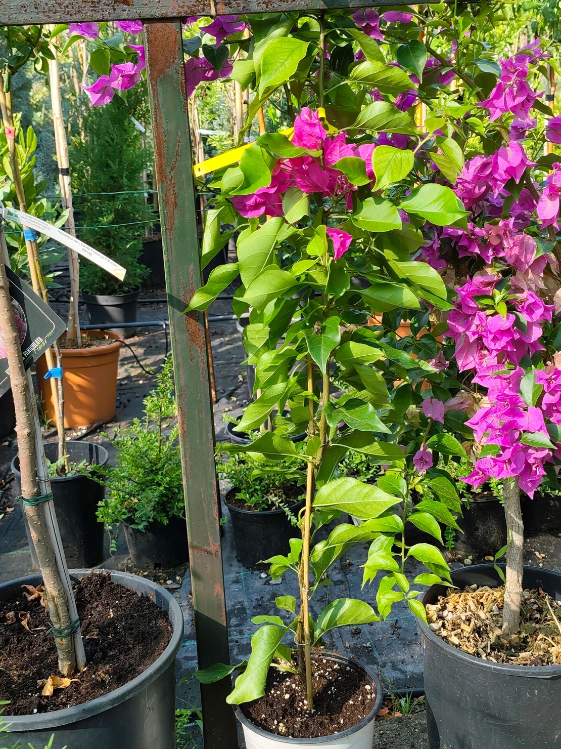Bougainvillea glabra (Бугенвилия)