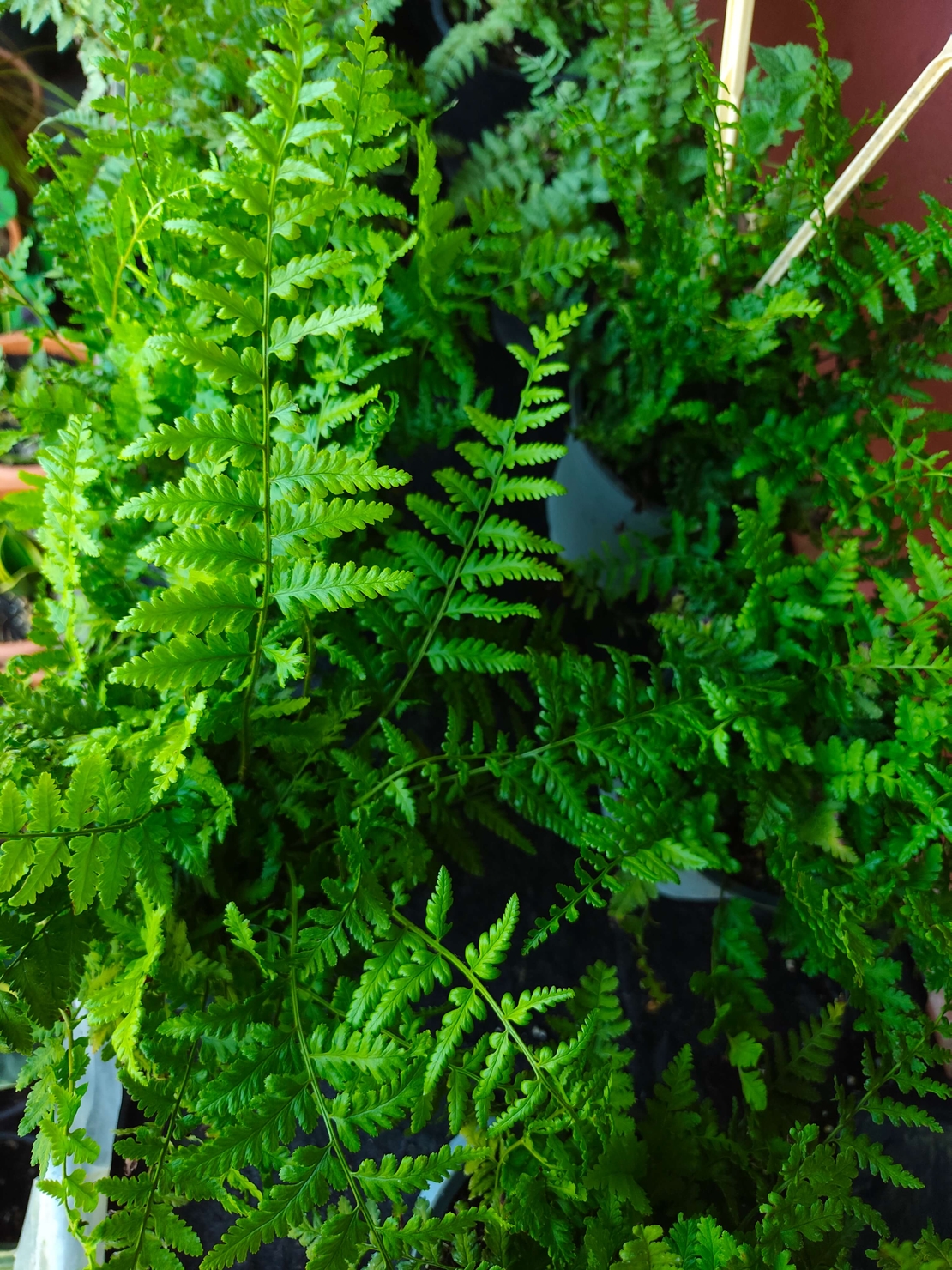 Dryopteris filix-mas (Мъжка папрат)