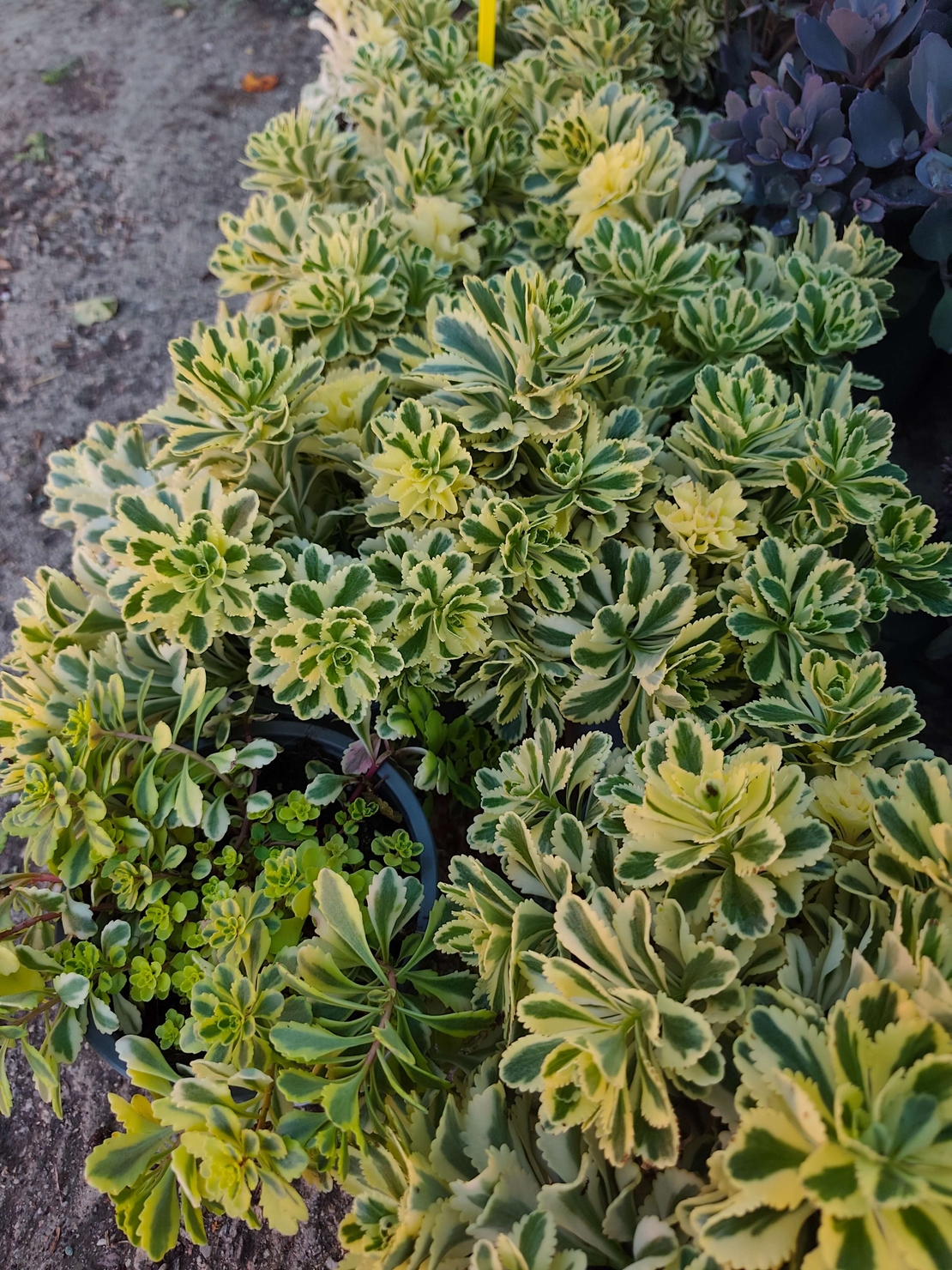 Sedum 'The Edge'