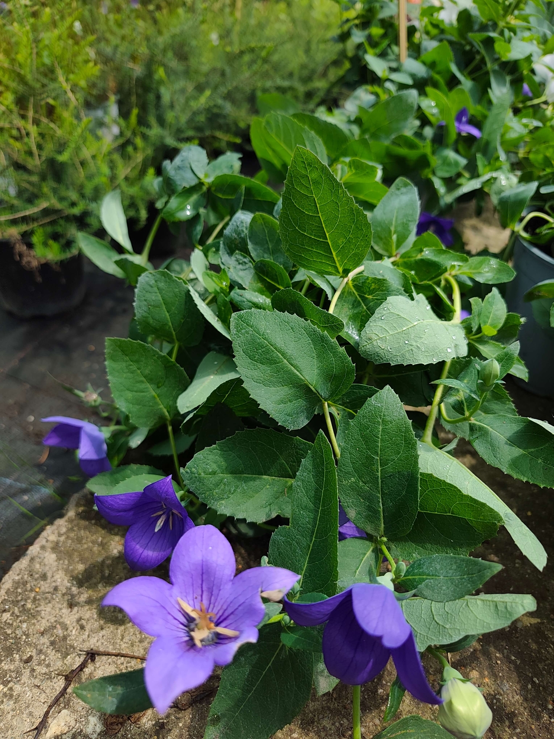 Platycodon grandiflorus (Платикодон)