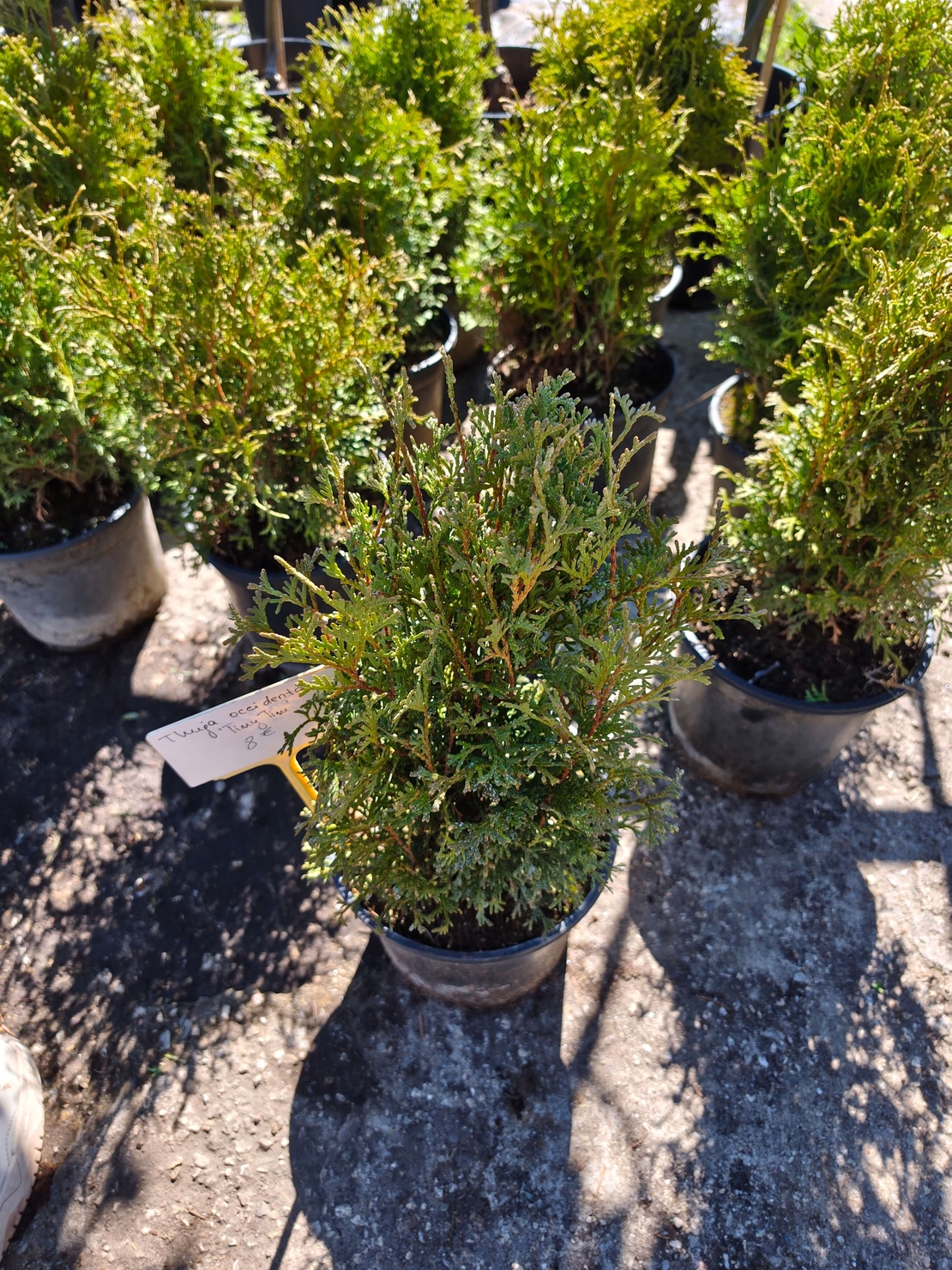 Thuja occ. Tiny Tim