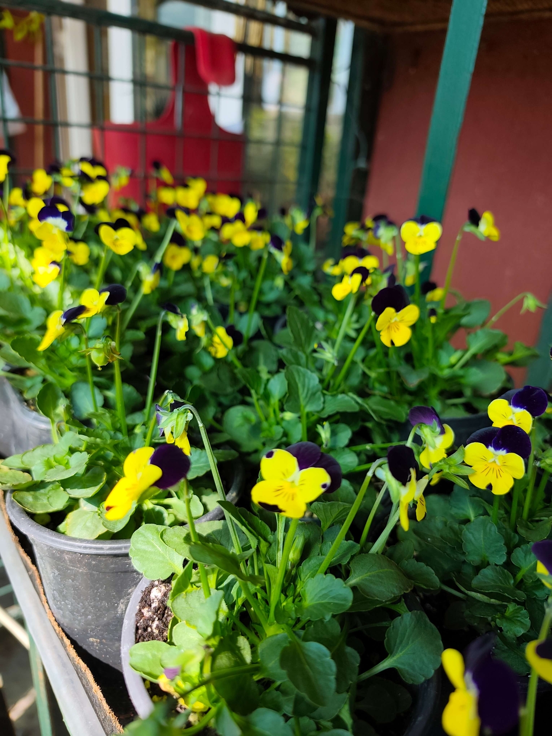 Viola × wittrockiana (Градинска теменужка)