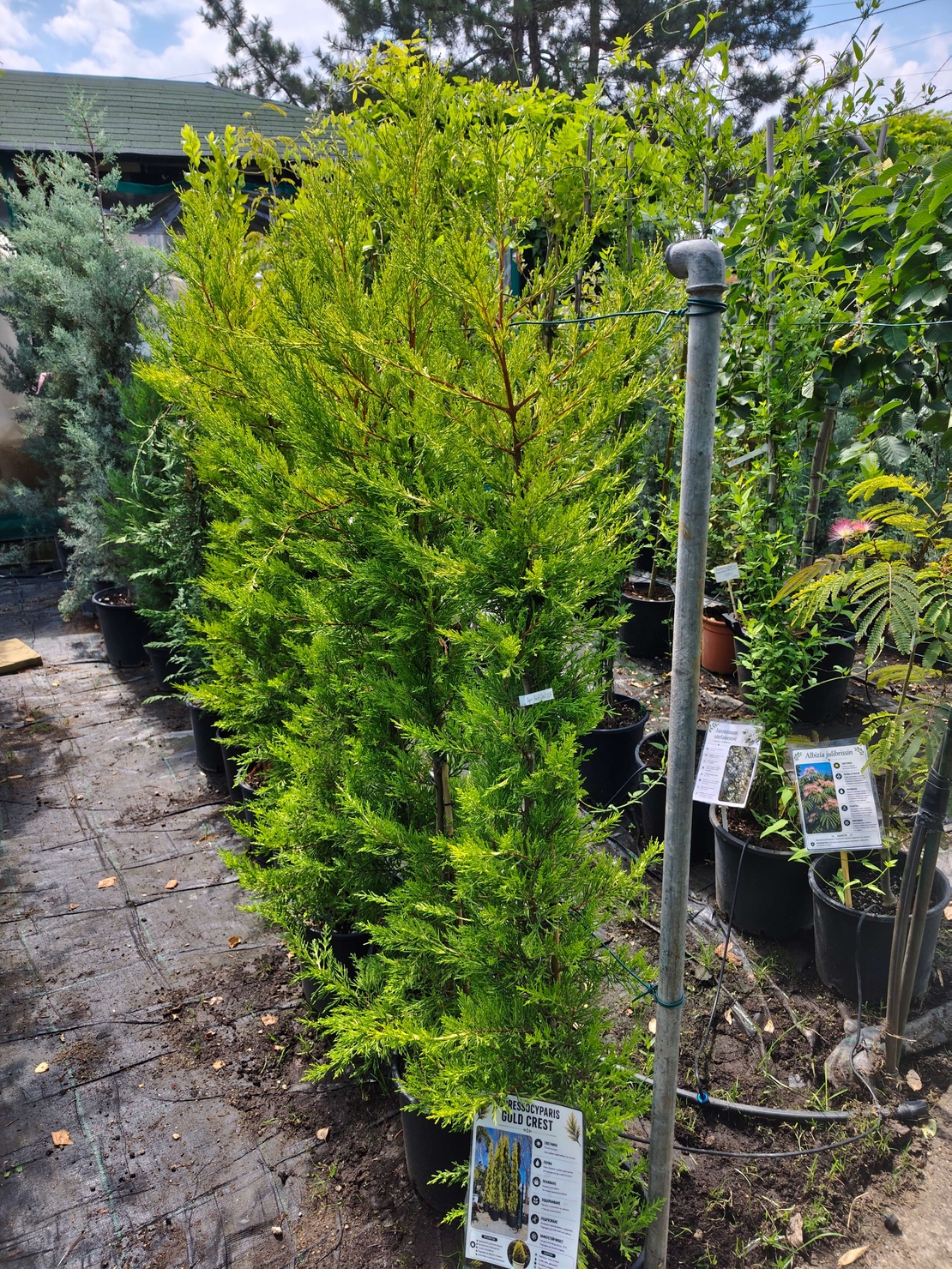 Cupressocyparis 'Goldcrest' (Лимонов кипарис)