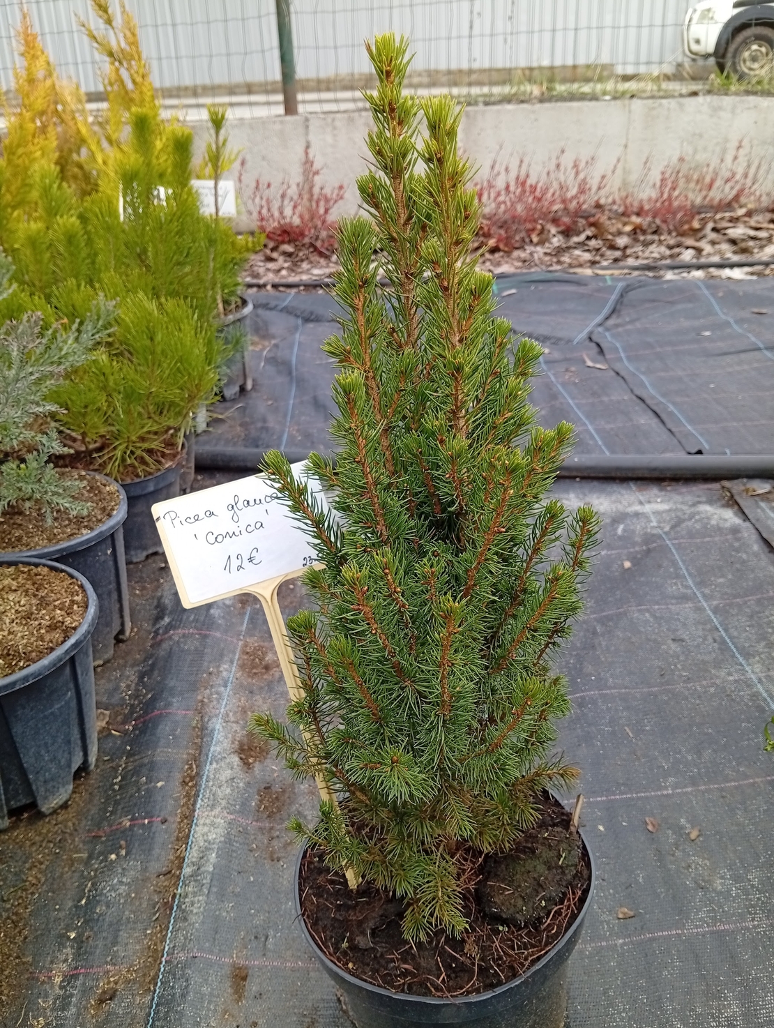 Picea glauca Conica