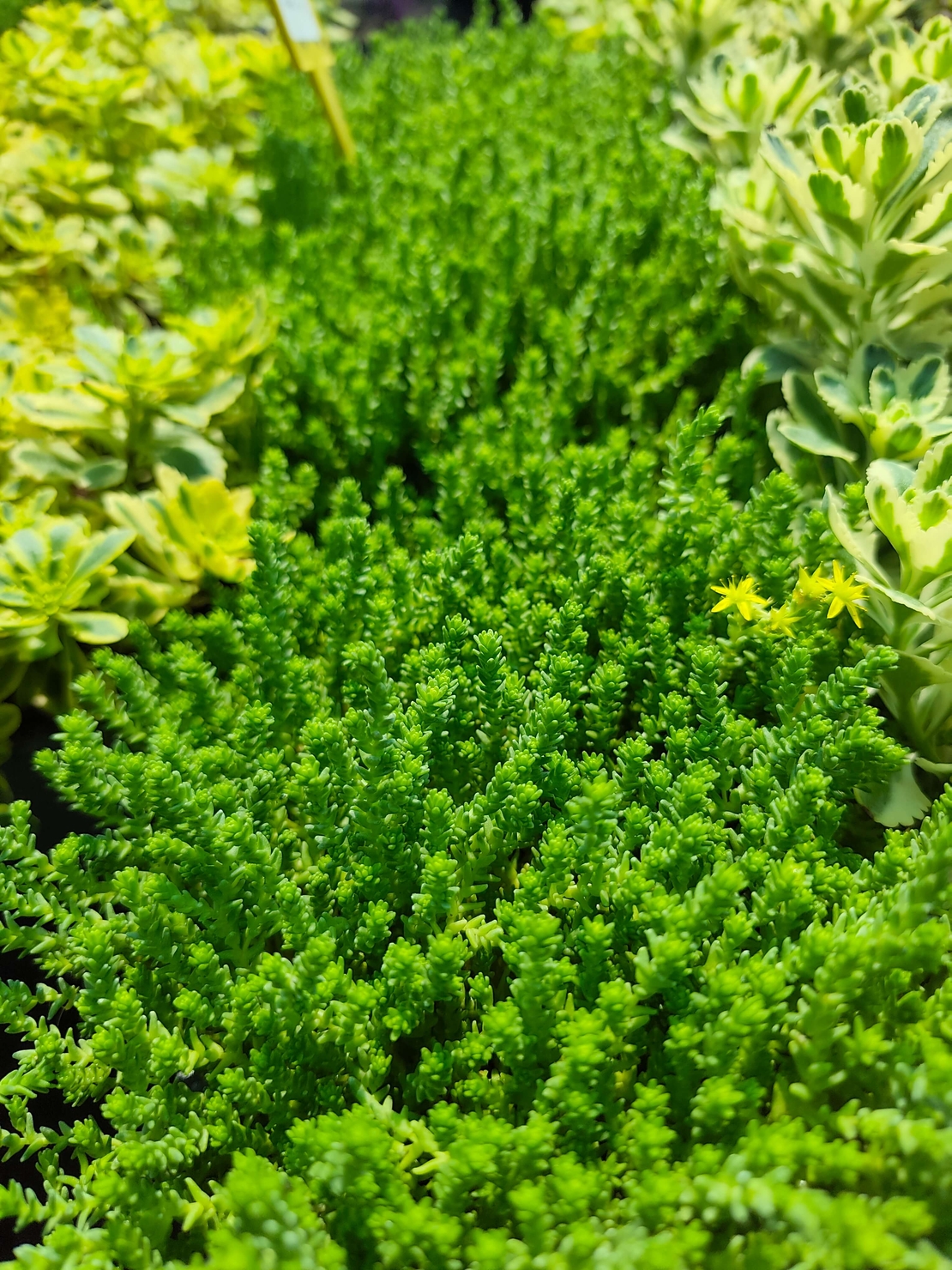 Sedum acre 'Aureum' (Златист седум)