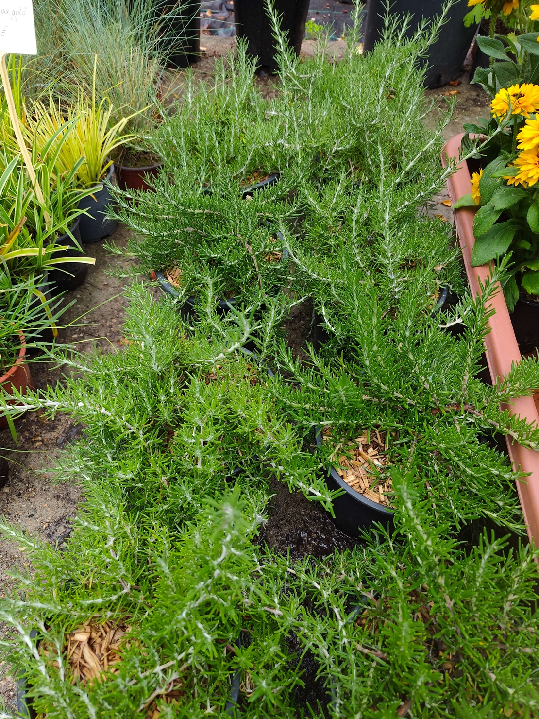 Rosmarinus officinalis - розмарин
