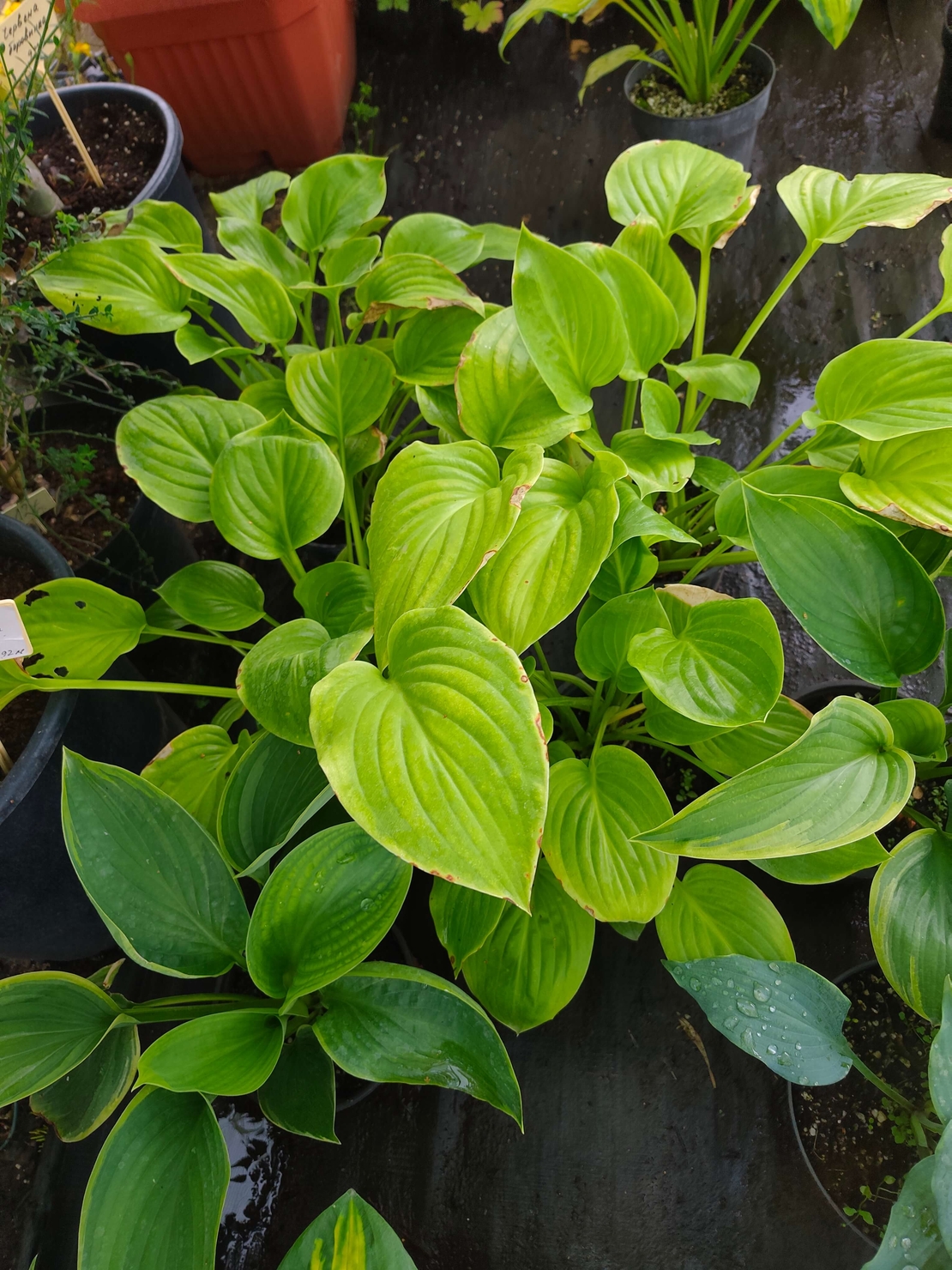 Hosta