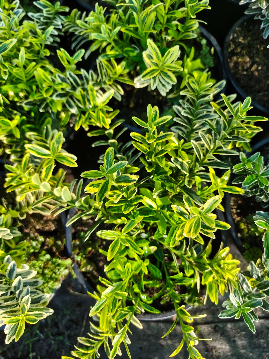 Euonymus japonicus ‘Microphyllus Aureovariegatus’ (Дребнолистен японски чашкодрян)