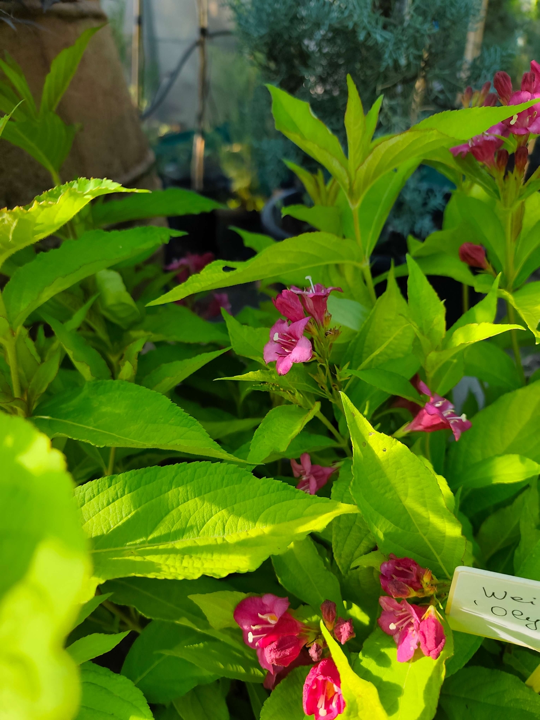 Weigela florida ‘Olympiade’