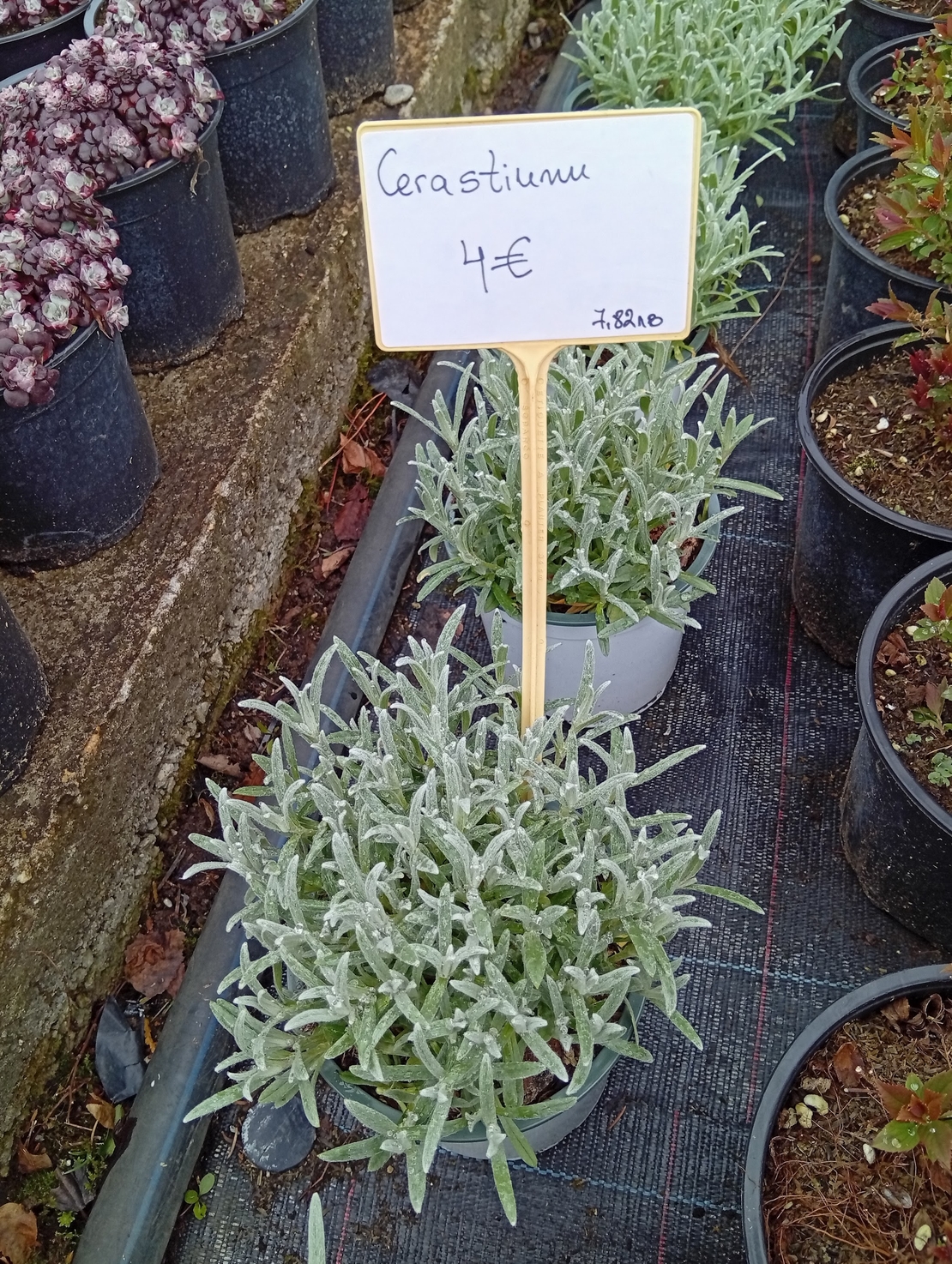 Cerastium tomentosum